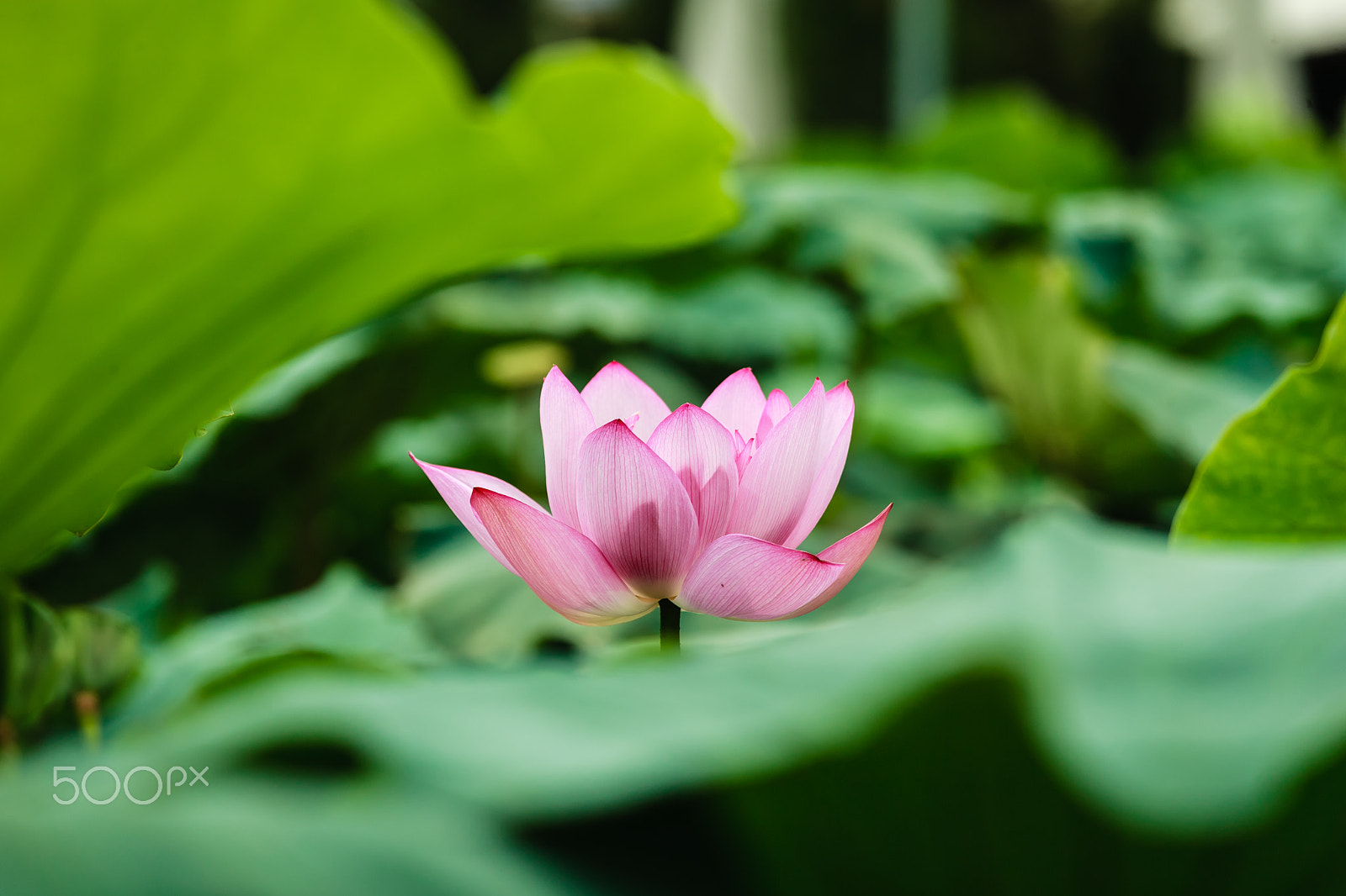 Canon EOS-1Ds Mark II sample photo. Lotus flower photography