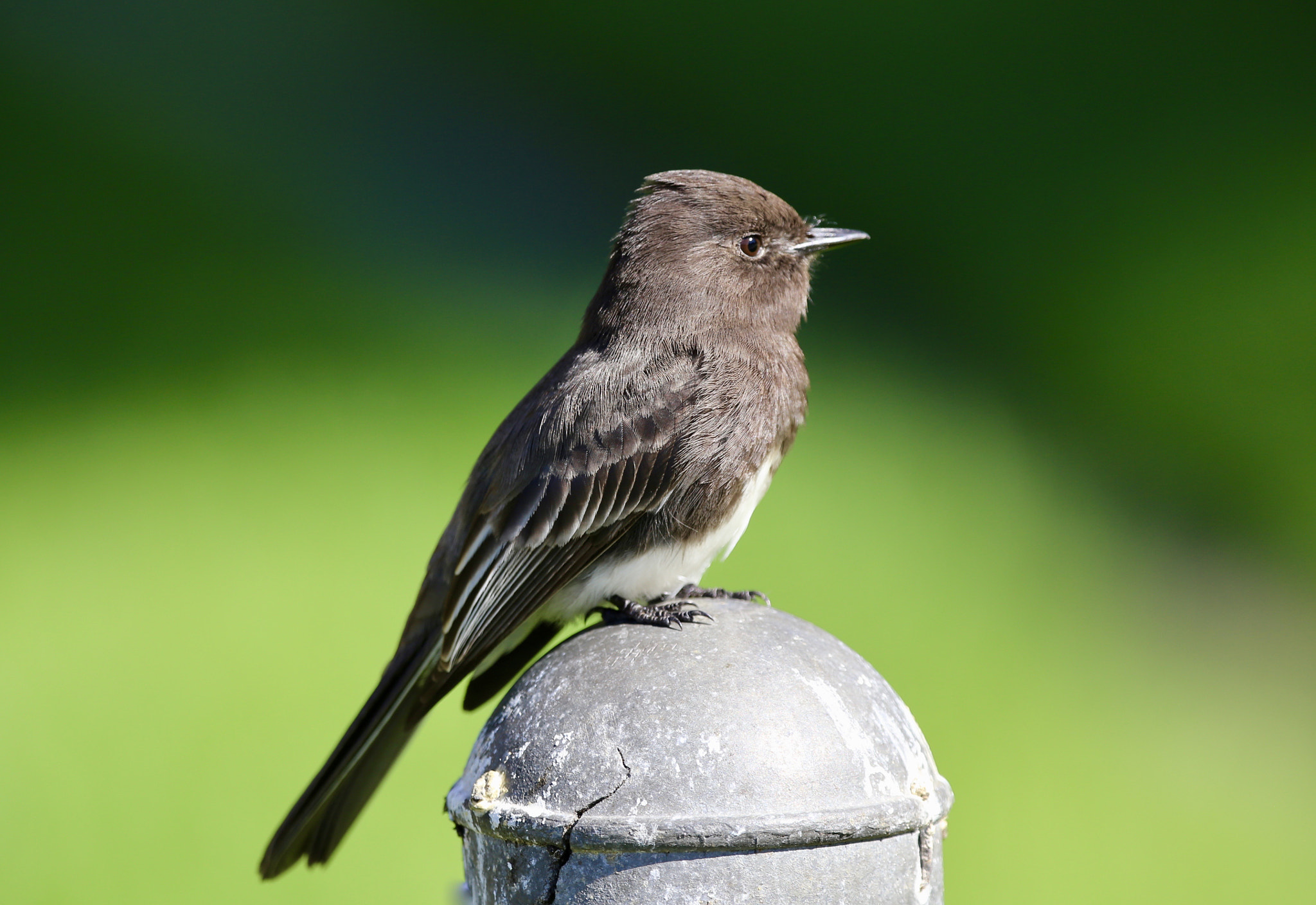 Sigma 150mm f/2.8 EX DG OS HSM APO Macro sample photo. Sparrow photography