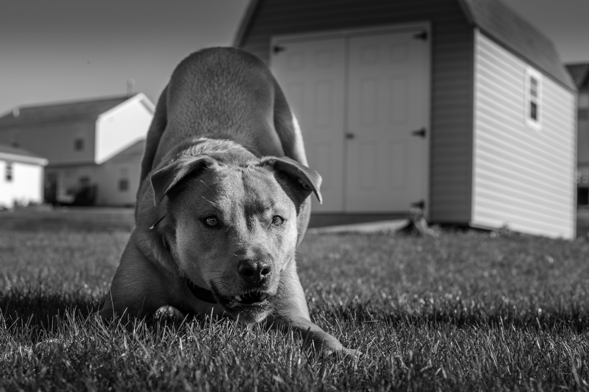Canon EF 50mm F1.8 STM sample photo. Murphy stance photography