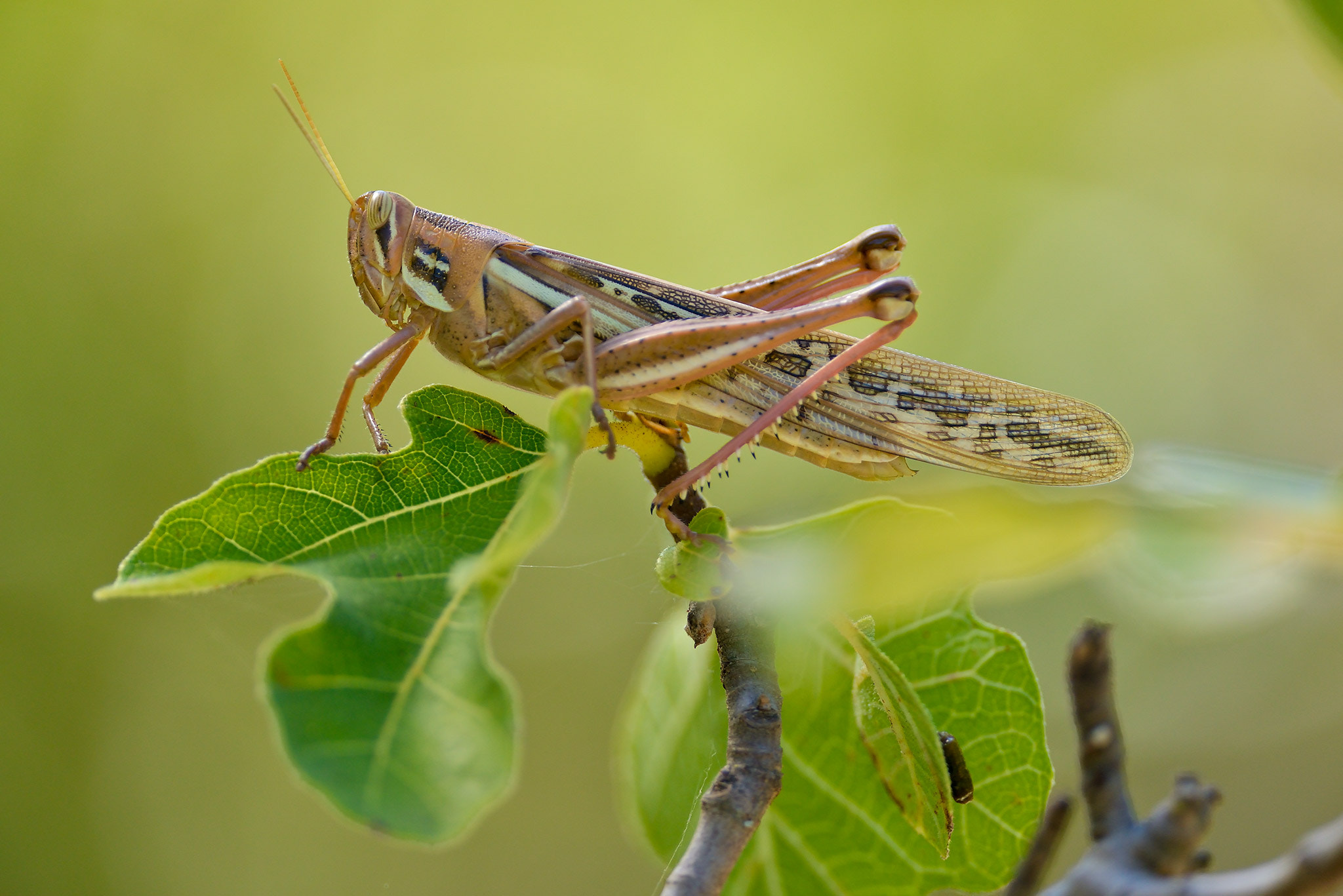 Nikon D800 + Nikon AF-S Nikkor 300mm F4D ED-IF sample photo. Langosta photography