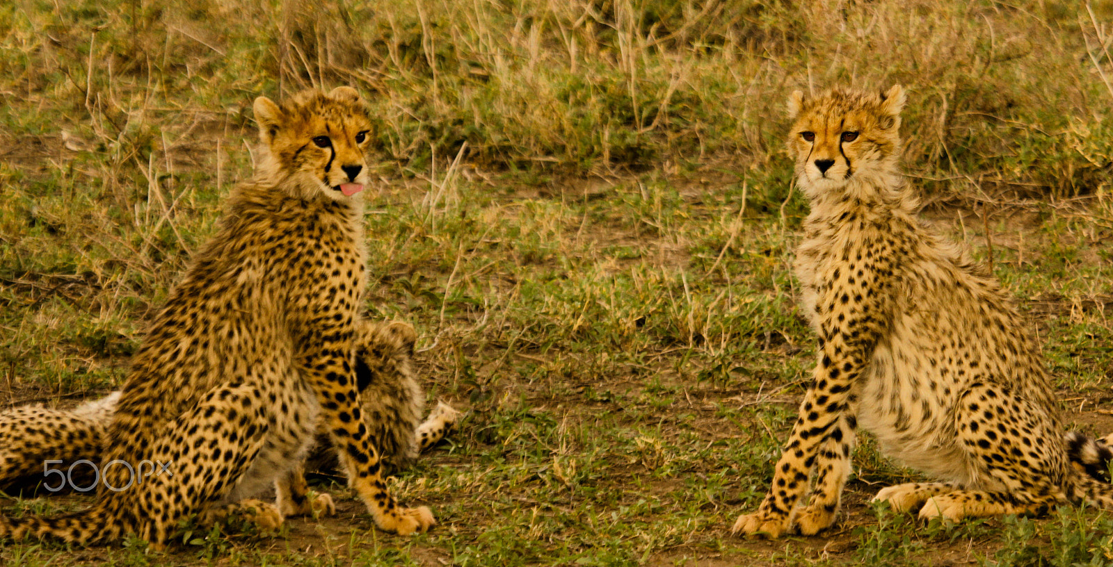 Canon EF 100-400mm F4.5-5.6L IS USM sample photo. Baby cheetahs photography