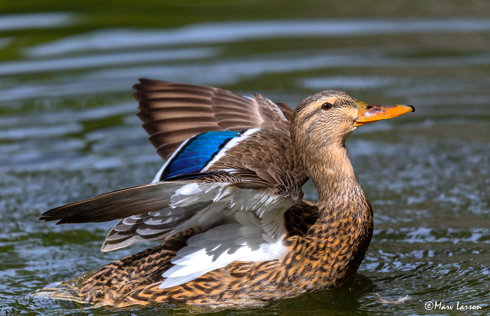 Tamron SP 150-600mm F5-6.3 Di VC USD sample photo. Ia photography