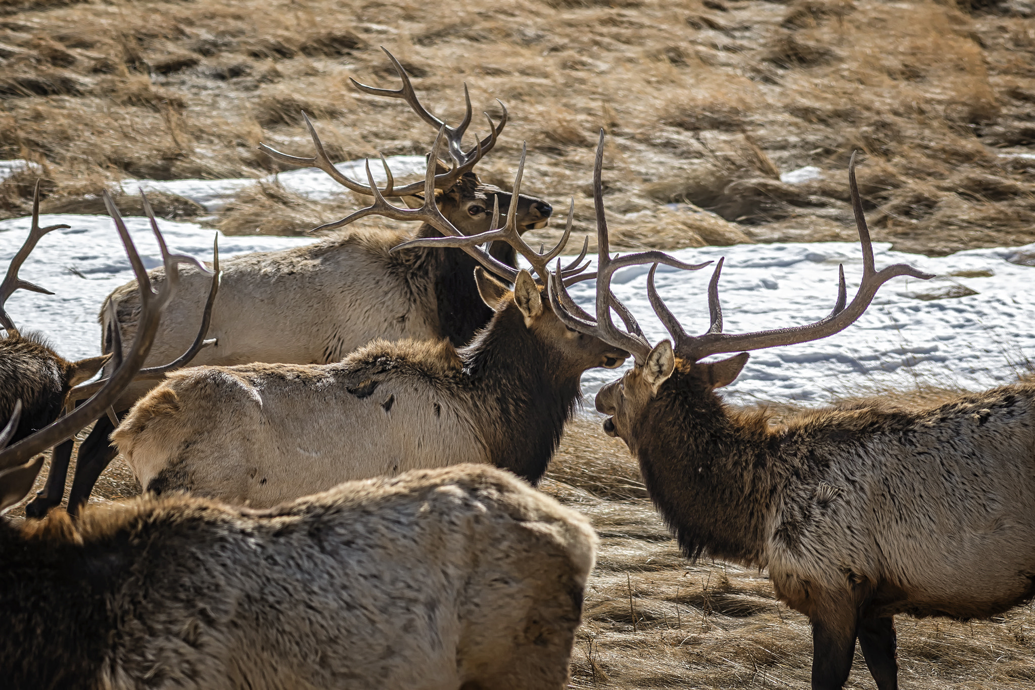 Canon EF 200mm F2.8L II USM sample photo. Ruckus photography