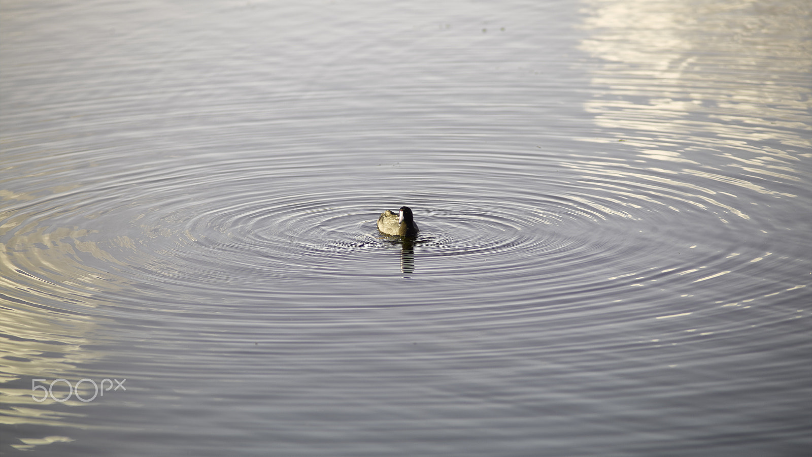 Leaf Credo 80 sample photo. Cropped circles and the lone duck state photography