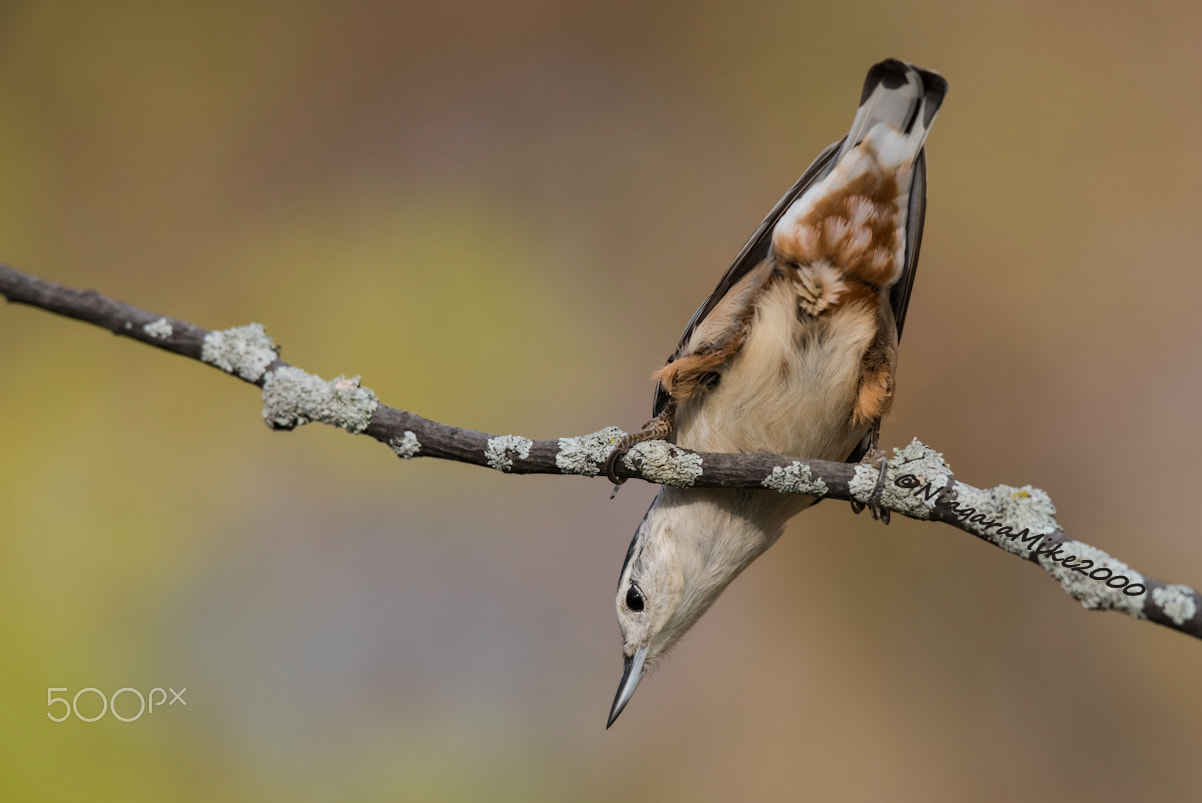 Nikon D810 + Nikon AF-S Nikkor 400mm F2.8E FL ED VR sample photo. White breasted nuthatch ... photography