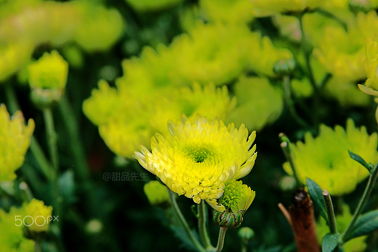 Canon EF 28-135mm F3.5-5.6 IS USM sample photo. 286312218332831868.jpg photography