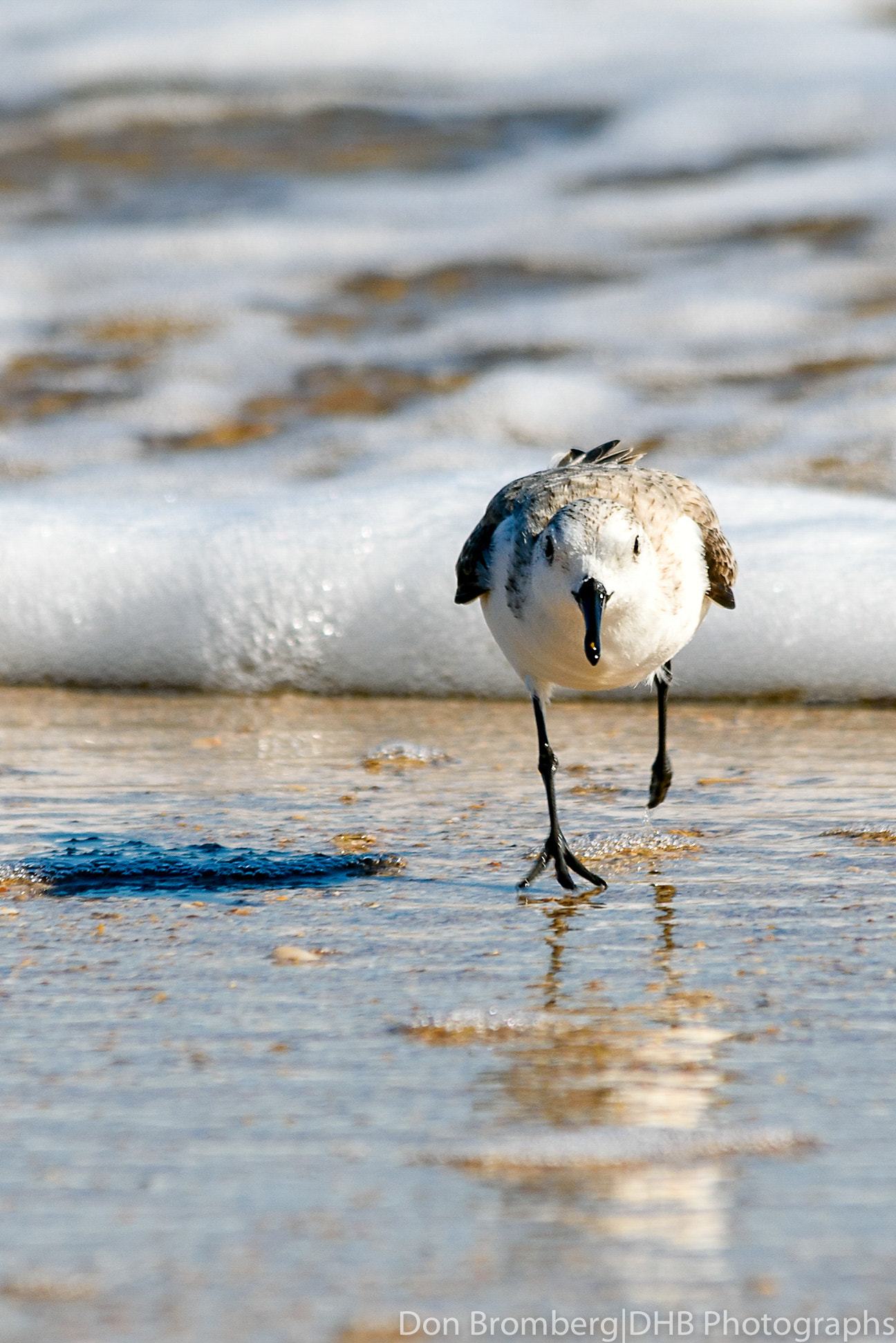 Sigma 150-500mm F5-6.3 DG OS HSM sample photo. Sanderling in the surf 1 photography