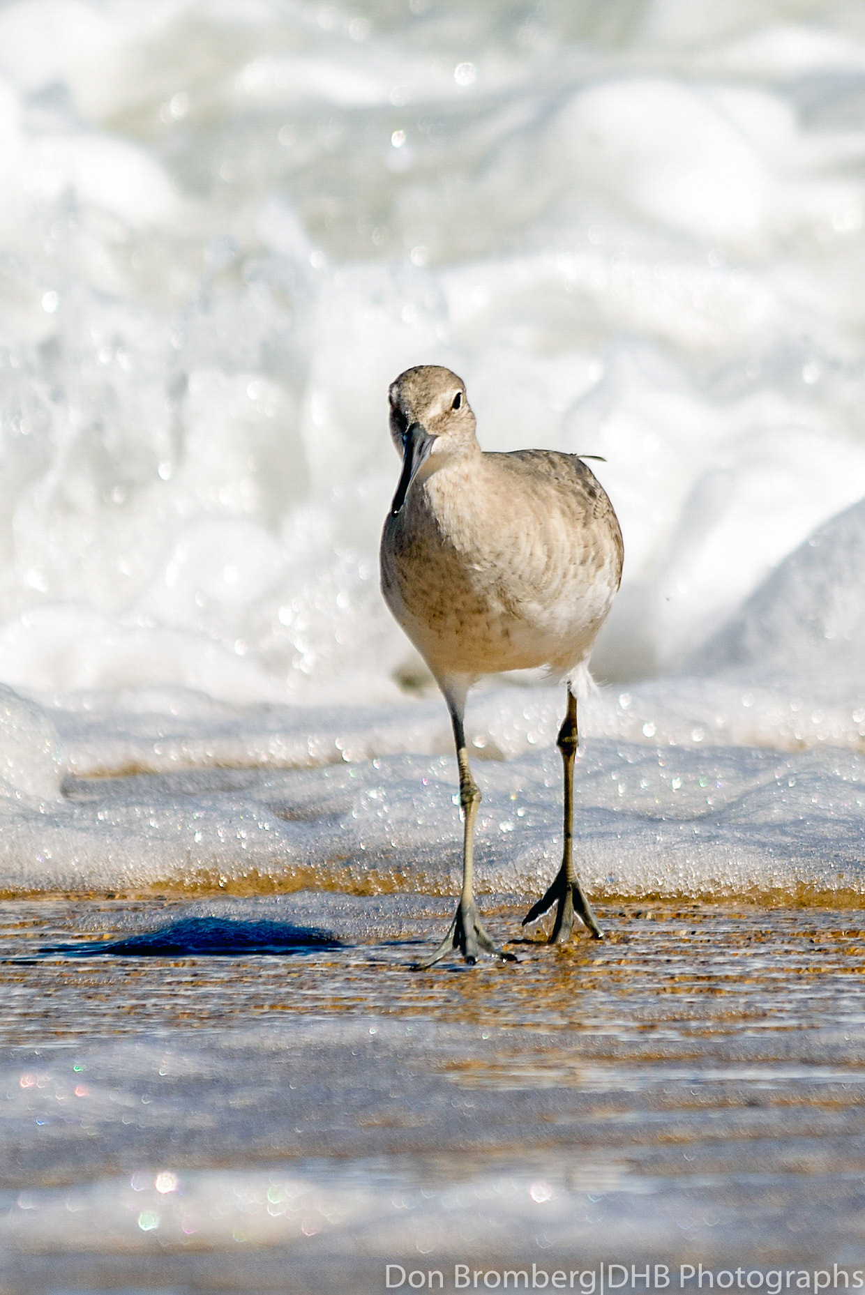Sigma 150-500mm F5-6.3 DG OS HSM sample photo. Eastern willet in the surf 1 photography