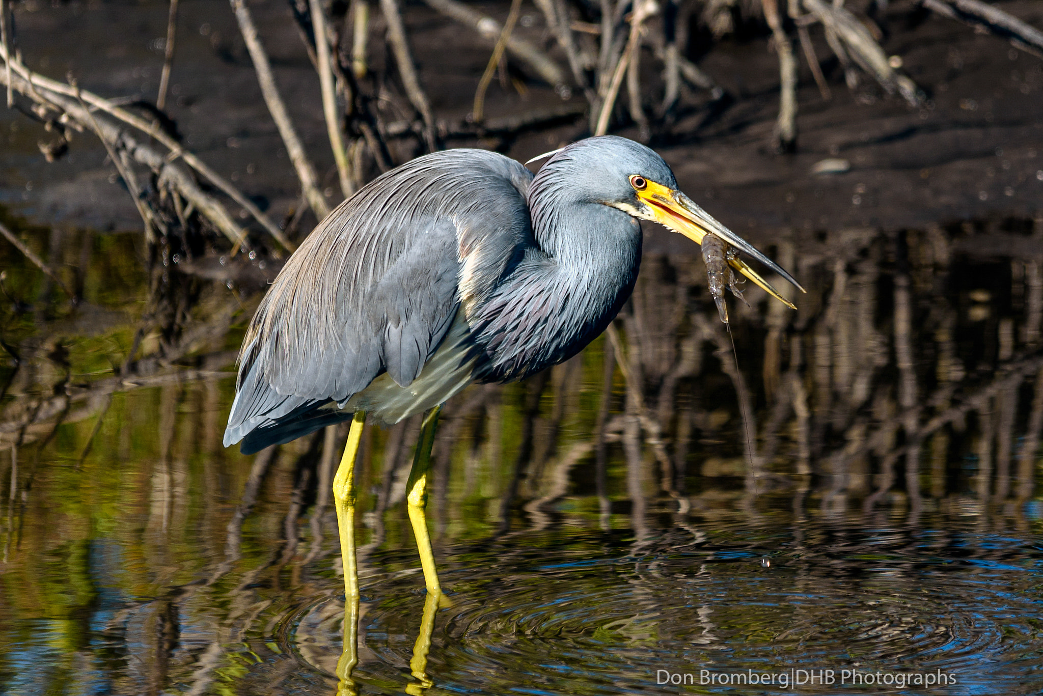Nikon D750 + Sigma 150-500mm F5-6.3 DG OS HSM sample photo. Tri-colored heron with lunch 1 photography