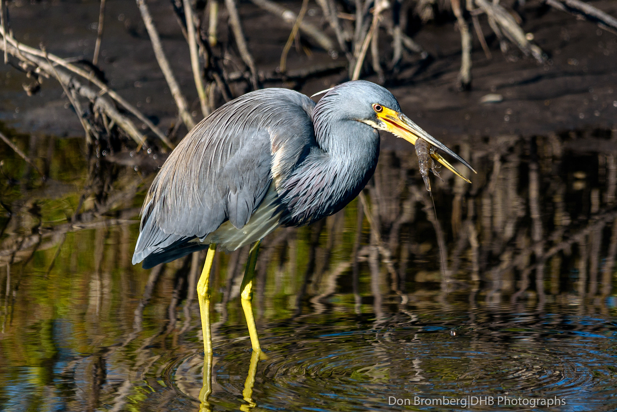 Sigma 150-500mm F5-6.3 DG OS HSM sample photo. Tri-colored heron with lunch 1 photography