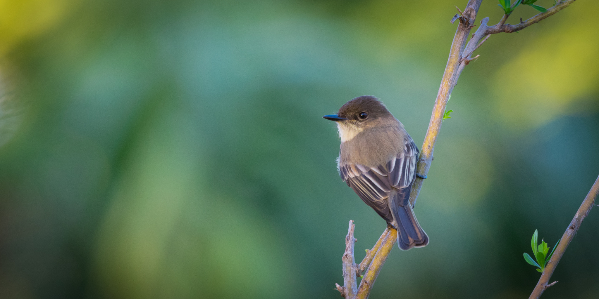Sigma 150-600mm F5-6.3 DG OS HSM | C sample photo. Eastern phoebe photography