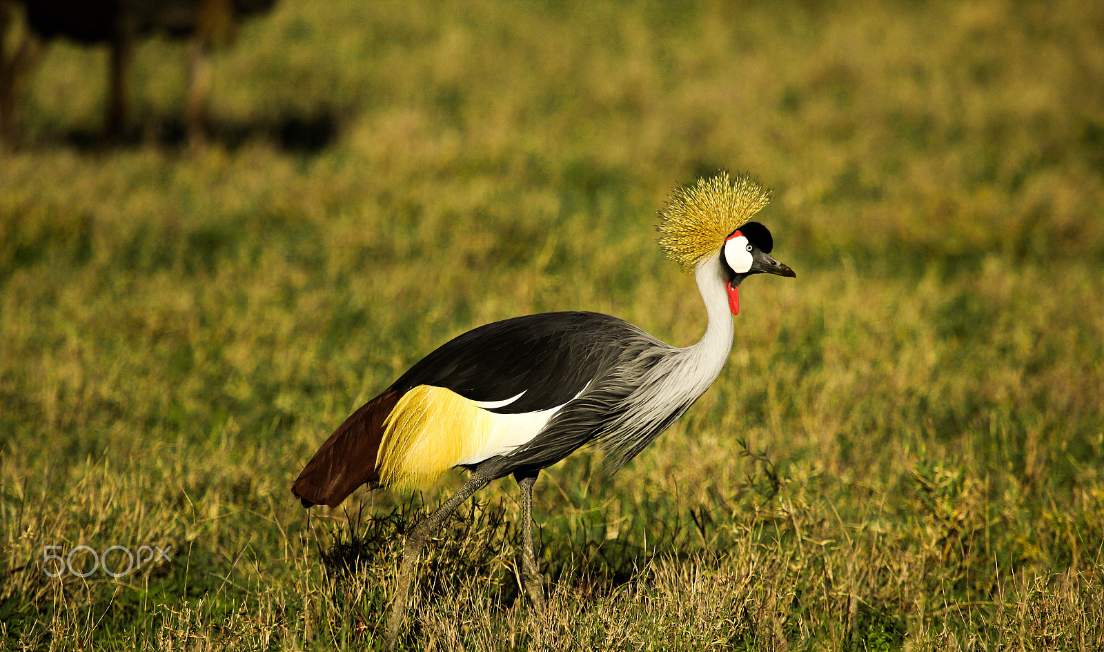 Canon EOS 550D (EOS Rebel T2i / EOS Kiss X4) + Canon EF 100-400mm F4.5-5.6L IS USM sample photo. Crowned african crane photography