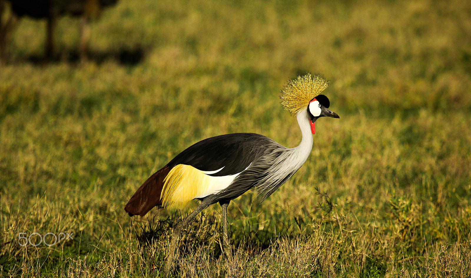 Canon EF 100-400mm F4.5-5.6L IS USM sample photo. Crowned african crane photography