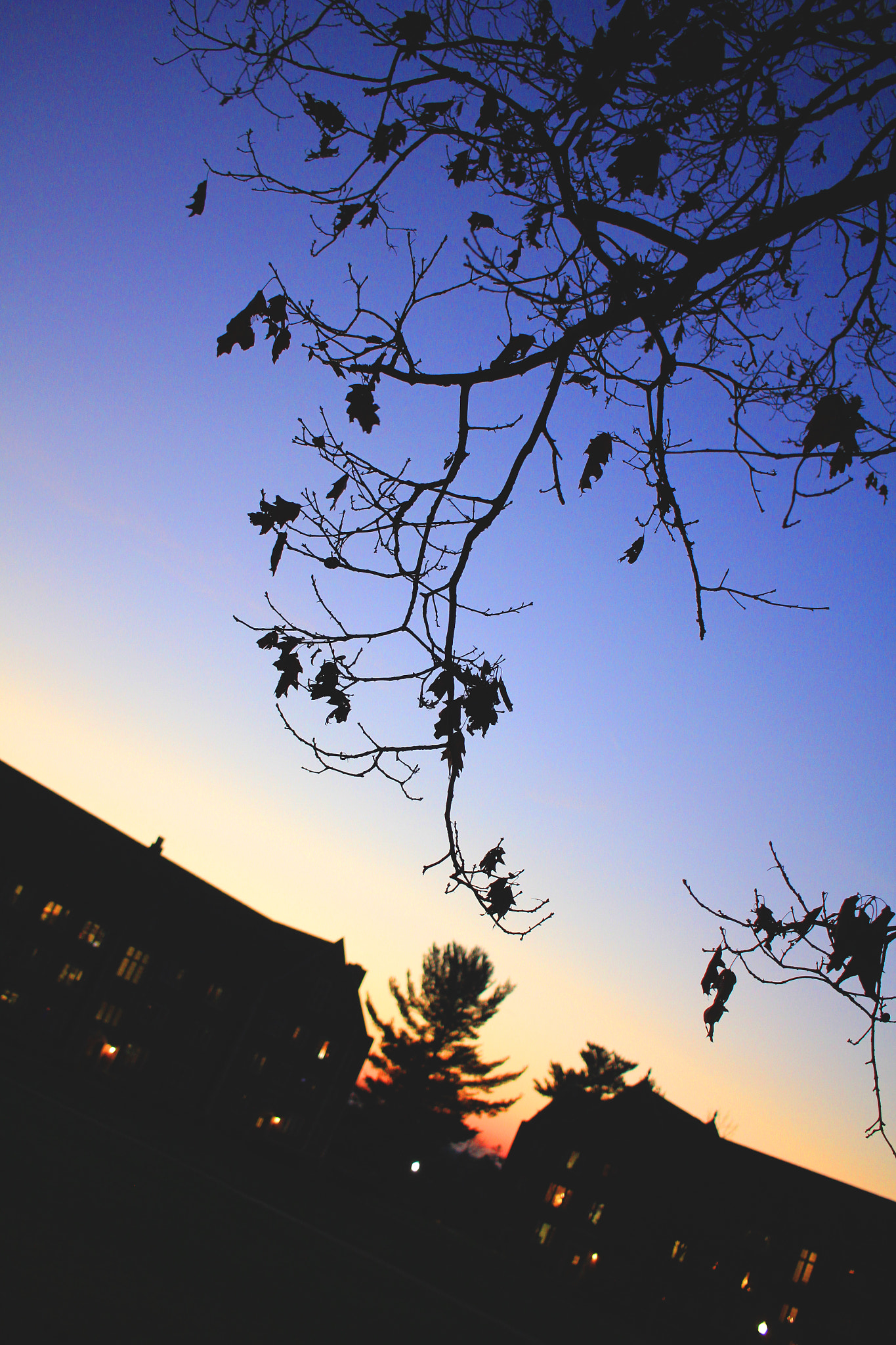 Canon EF-S 24mm F2.8 STM sample photo. Late fall photography
