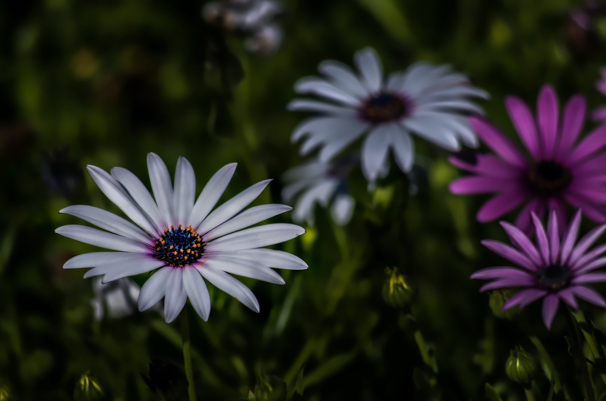 smc PENTAX-DA L 55-300mm F4-5.8 ED sample photo. Dasies photography