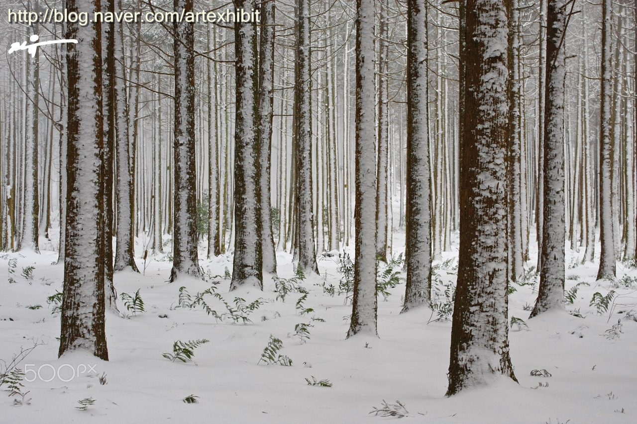 Canon EOS 40D sample photo. Tree with snow photography