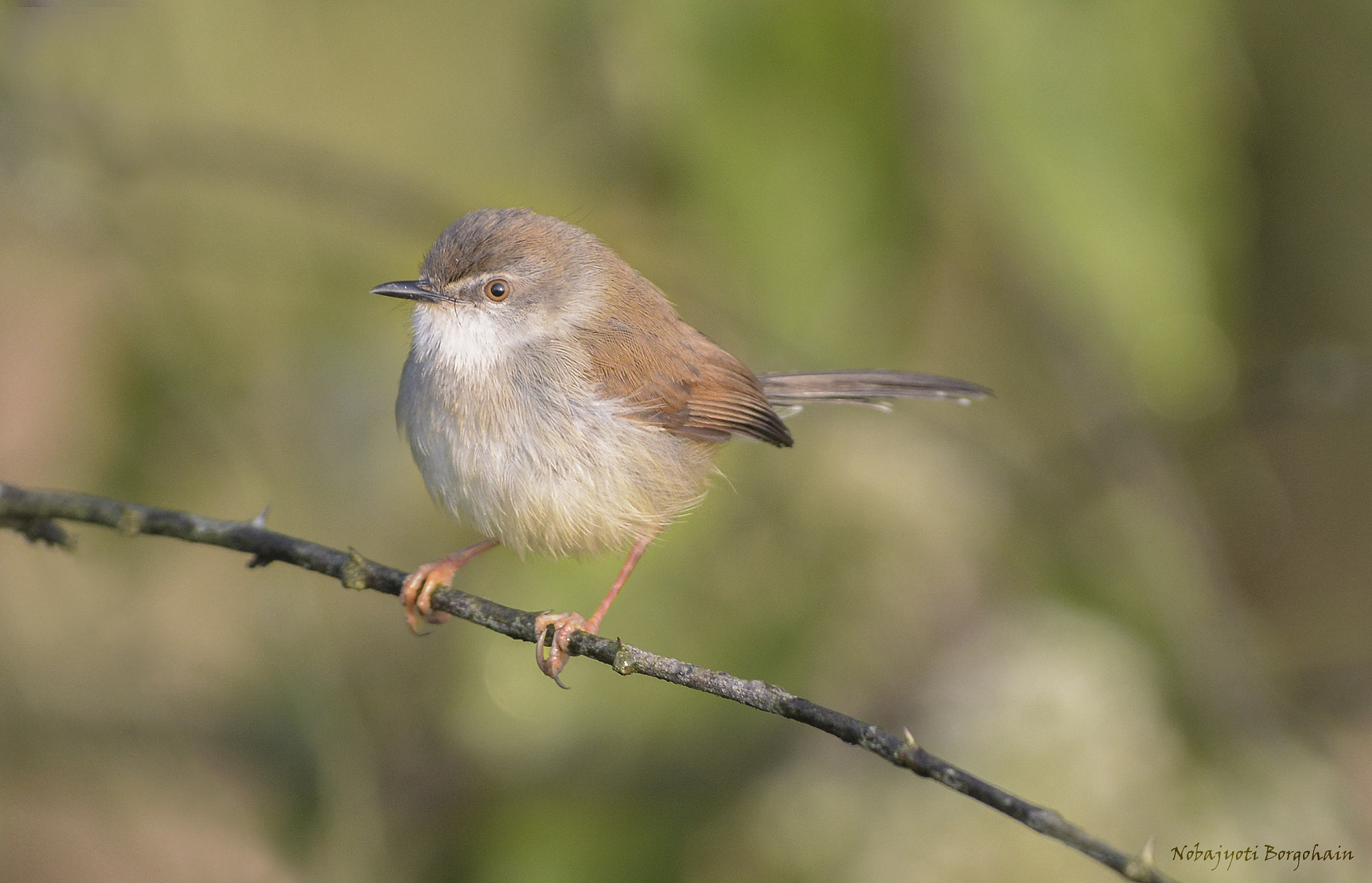 Nikon AF-S Nikkor 300mm F2.8G ED VR II sample photo. Grey-breasted prinia photography
