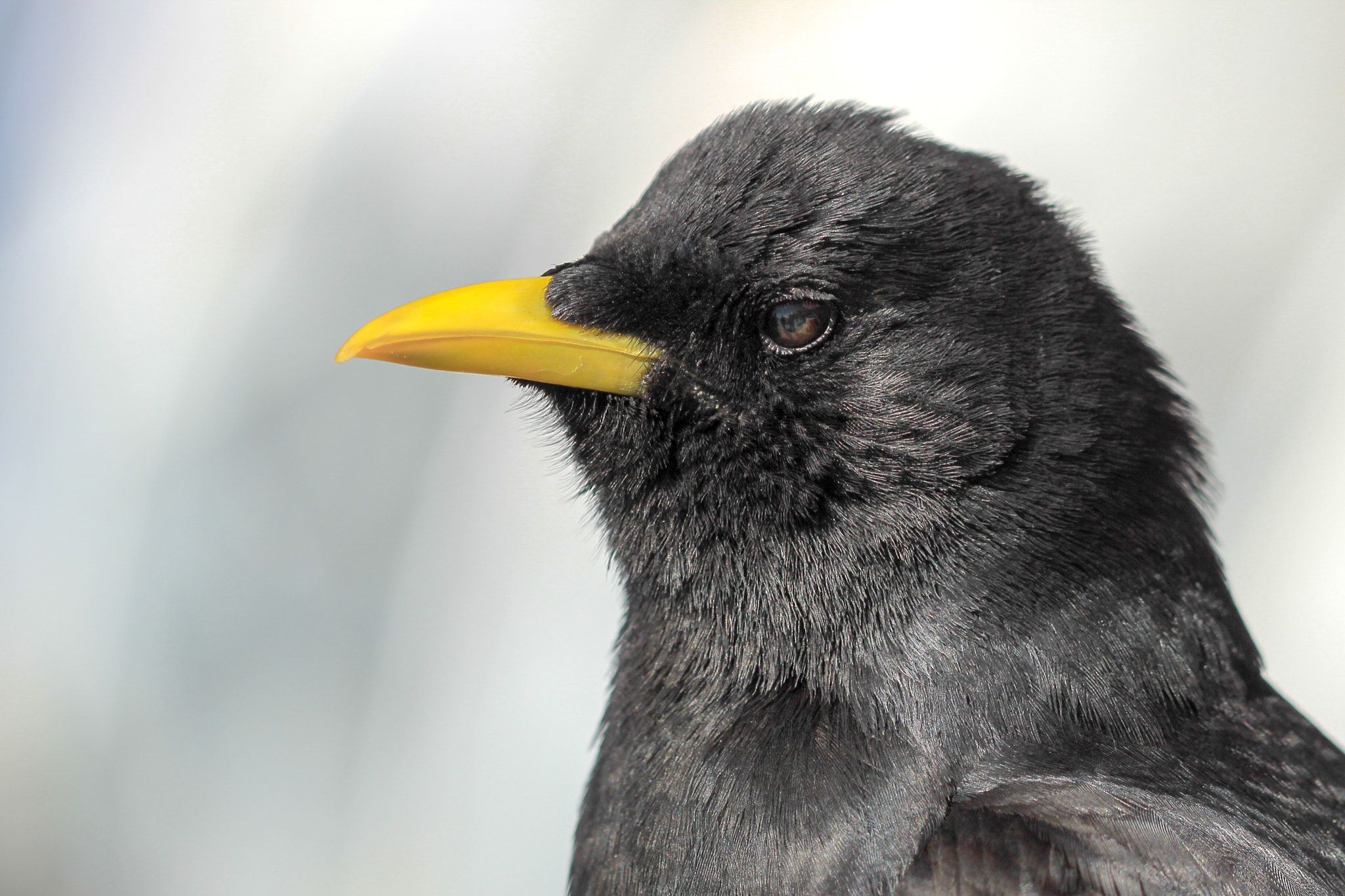 Canon EF 100mm F2.8 Macro USM sample photo. Alpine chough at the zugspitze photography