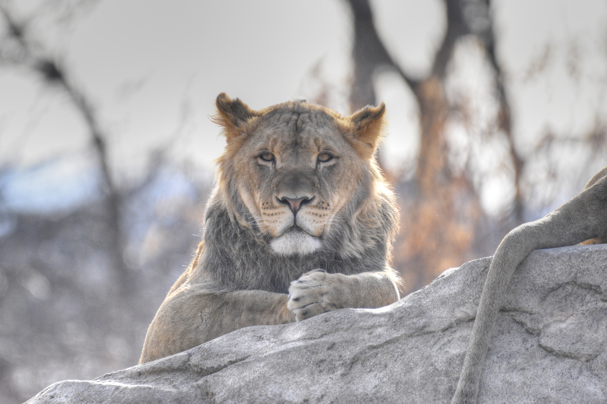 Sigma 150-600mm F5-6.3 DG OS HSM | C sample photo. Lion photography