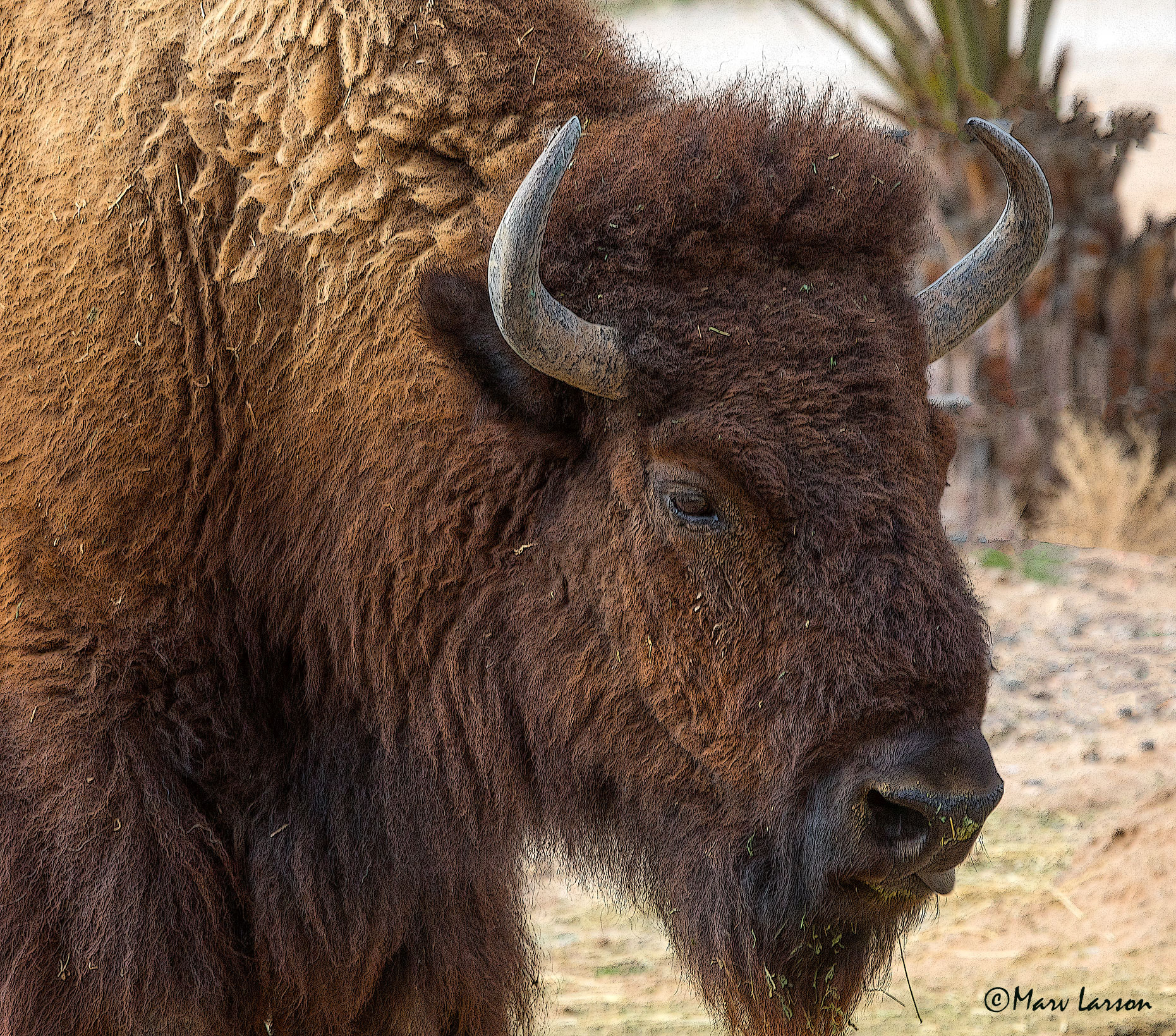 Canon EOS 5D Mark IV sample photo. Bison photography