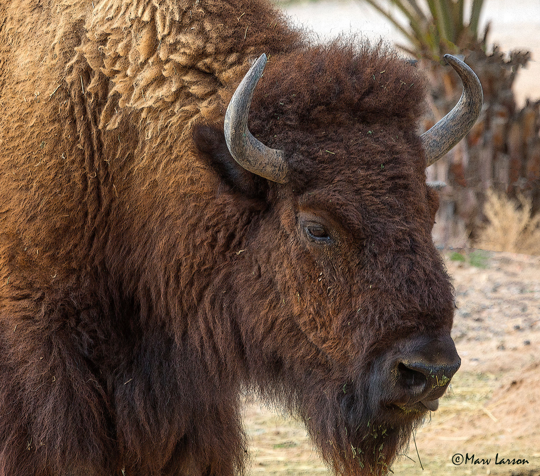 Tamron SP 150-600mm F5-6.3 Di VC USD sample photo. Bison photography