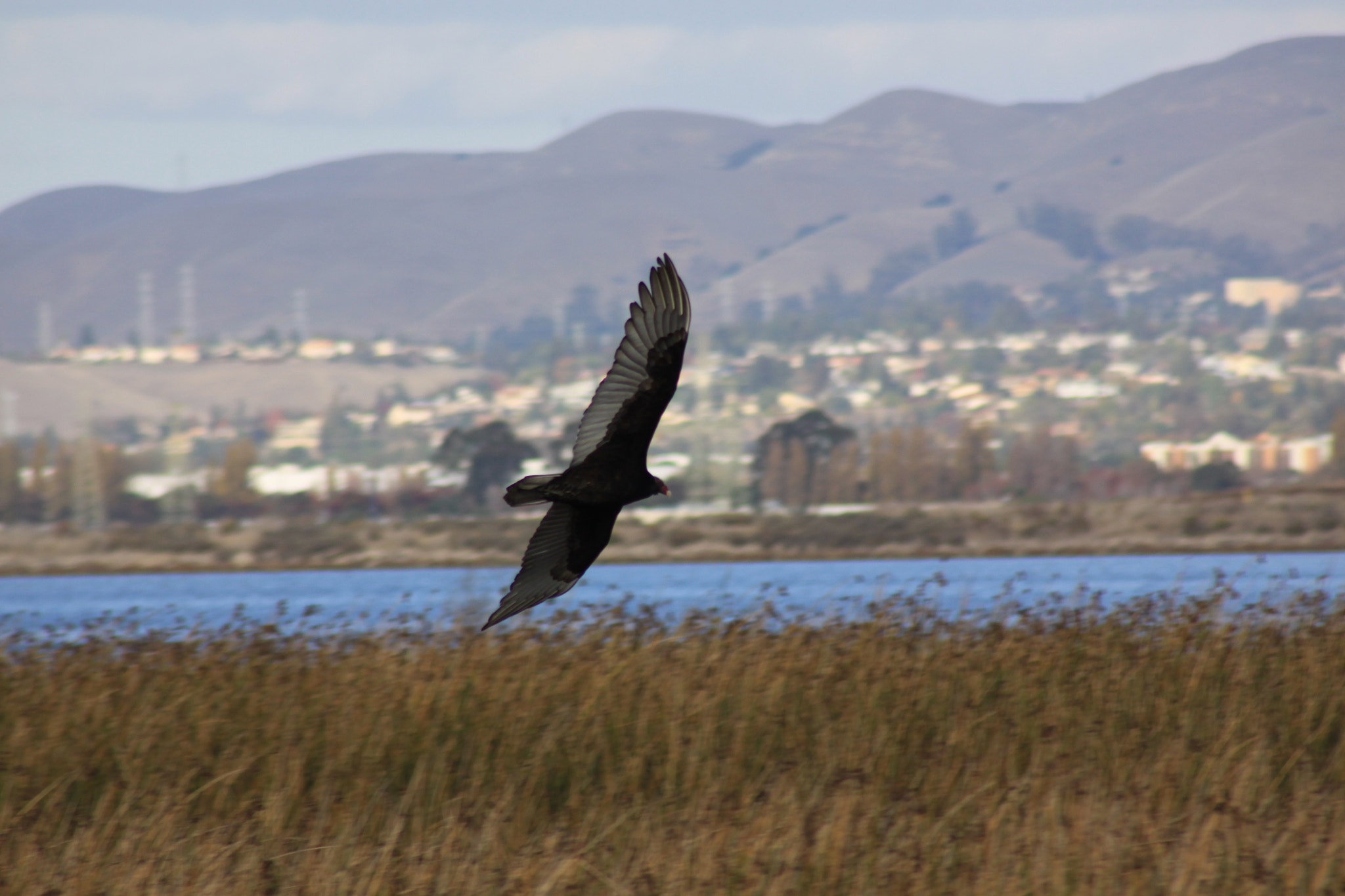 Canon EOS 50D + EF75-300mm f/4-5.6 sample photo. Looking for lunch photography