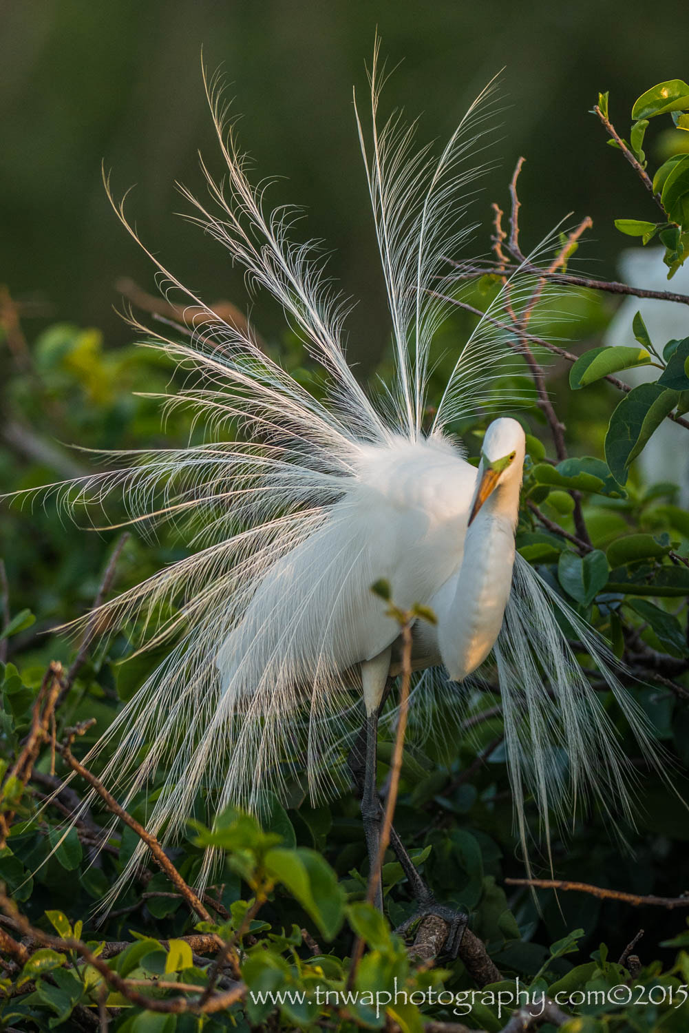 Nikon AF-S Nikkor 300mm F2.8G ED-IF VR sample photo. Dressed to impress photography