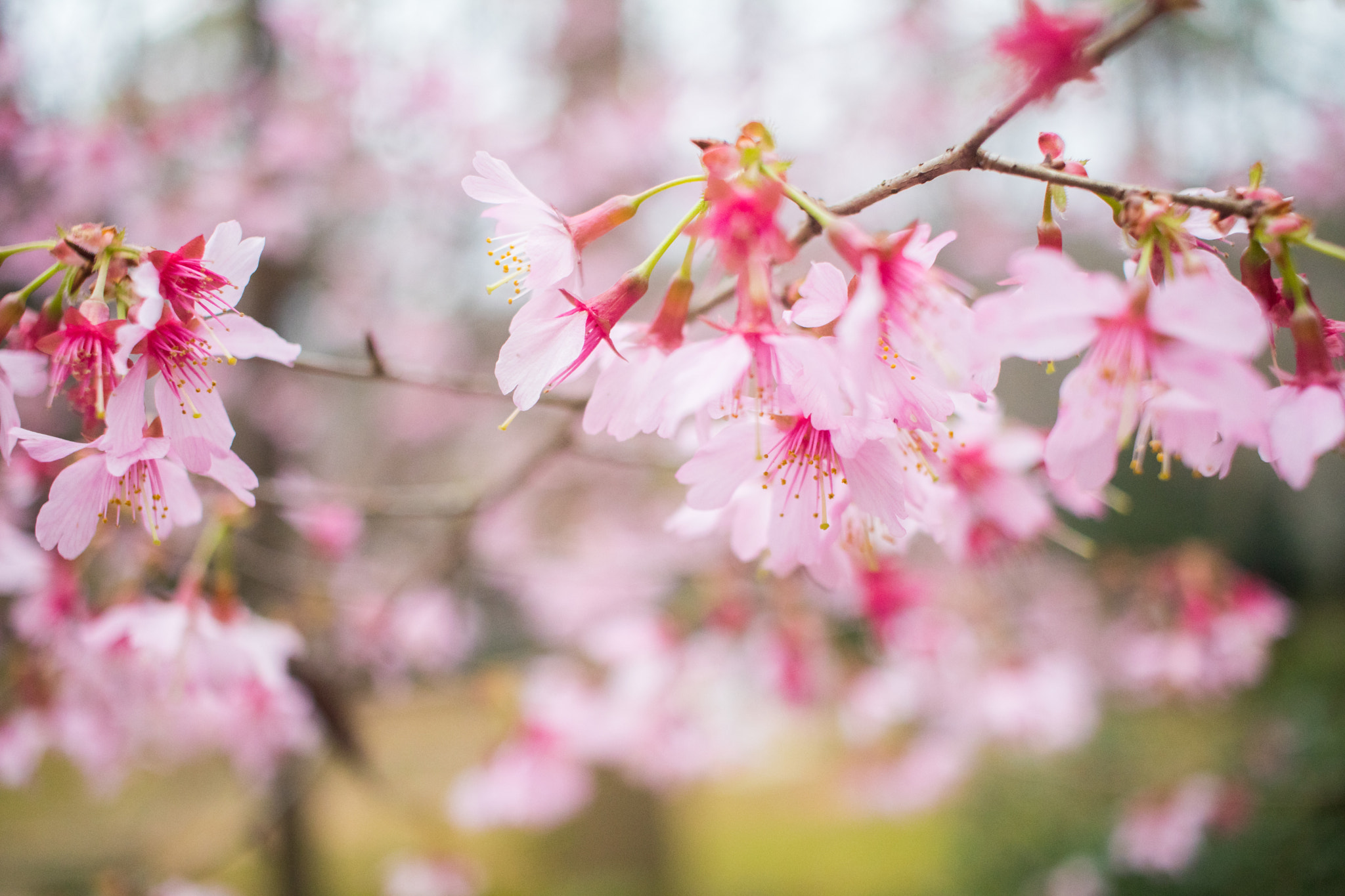 Canon EF-S 24mm F2.8 STM sample photo. Cherry blossoms with bokeh photography