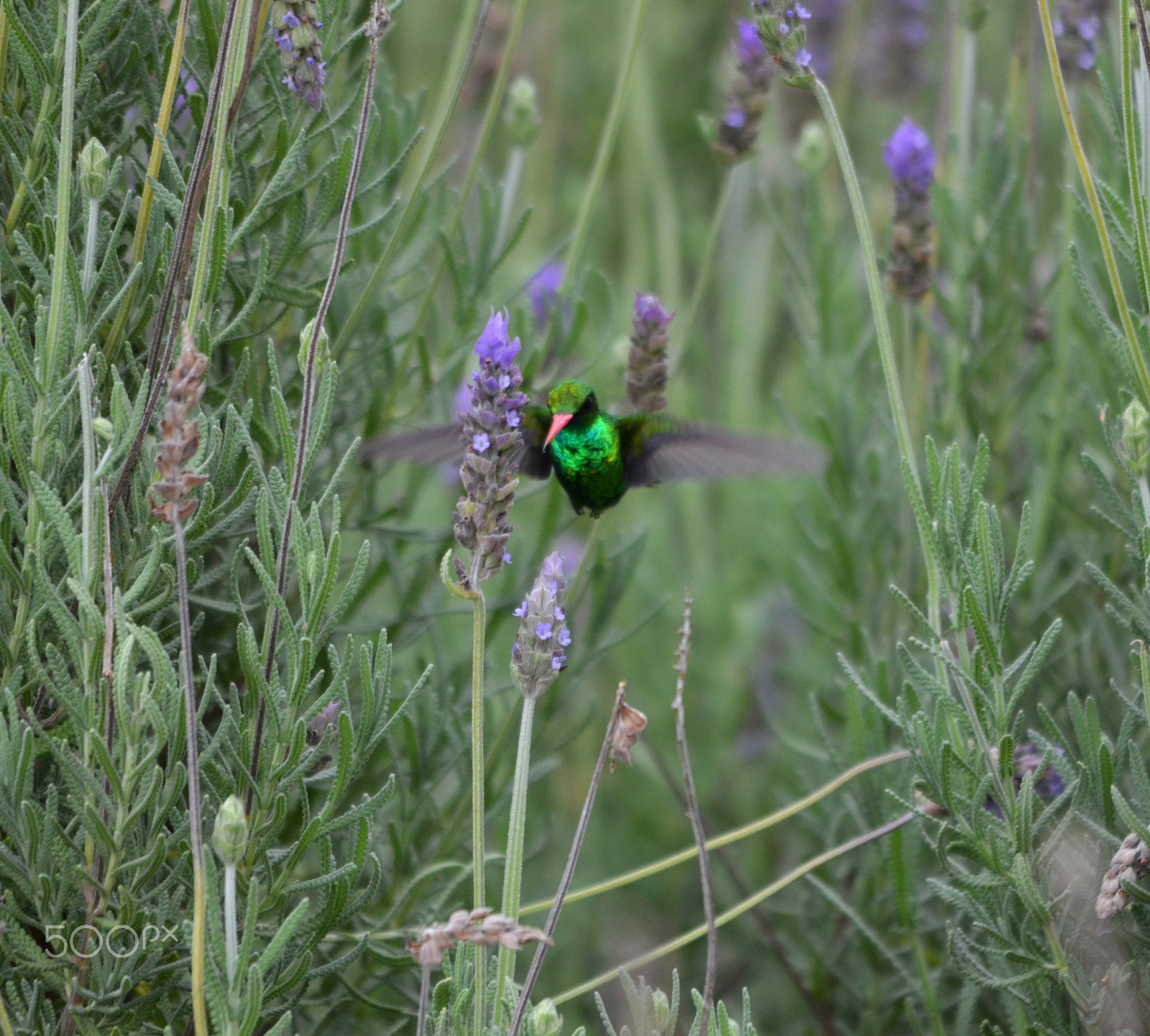 Sigma 150-500mm F5-6.3 DG OS HSM sample photo. Hummingbird photography