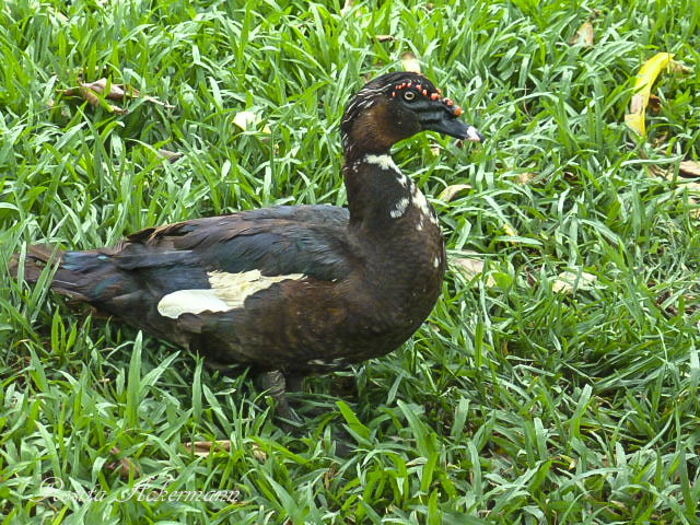 Panasonic Lumix DMC-ZS8 (Lumix DMC-TZ18) sample photo. Costa rica puerto de palos national park photography