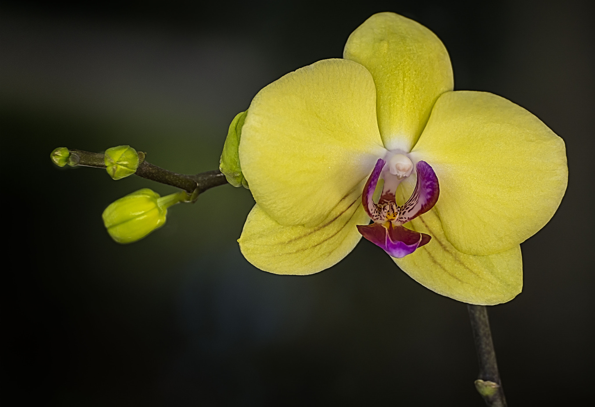 Nikon D5200 + Tamron SP 70-300mm F4-5.6 Di VC USD sample photo. Yellow orchid photography