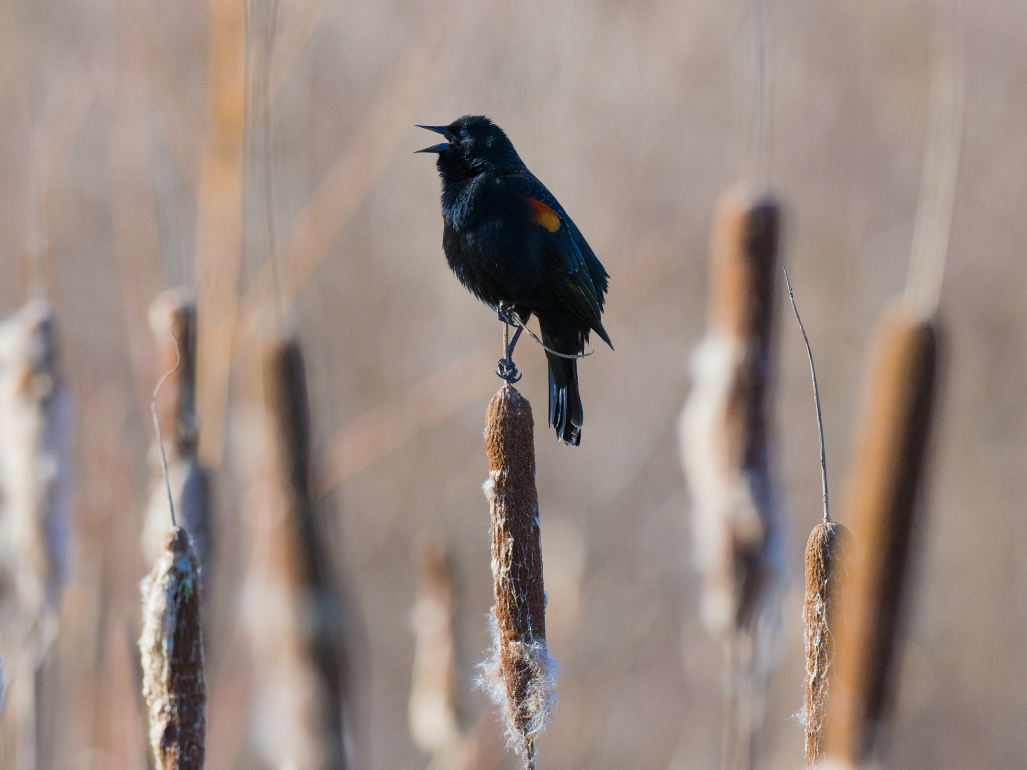 Olympus OM-D E-M1 Mark II + OLYMPUS M.300mm F4.0 sample photo. Swamp song photography