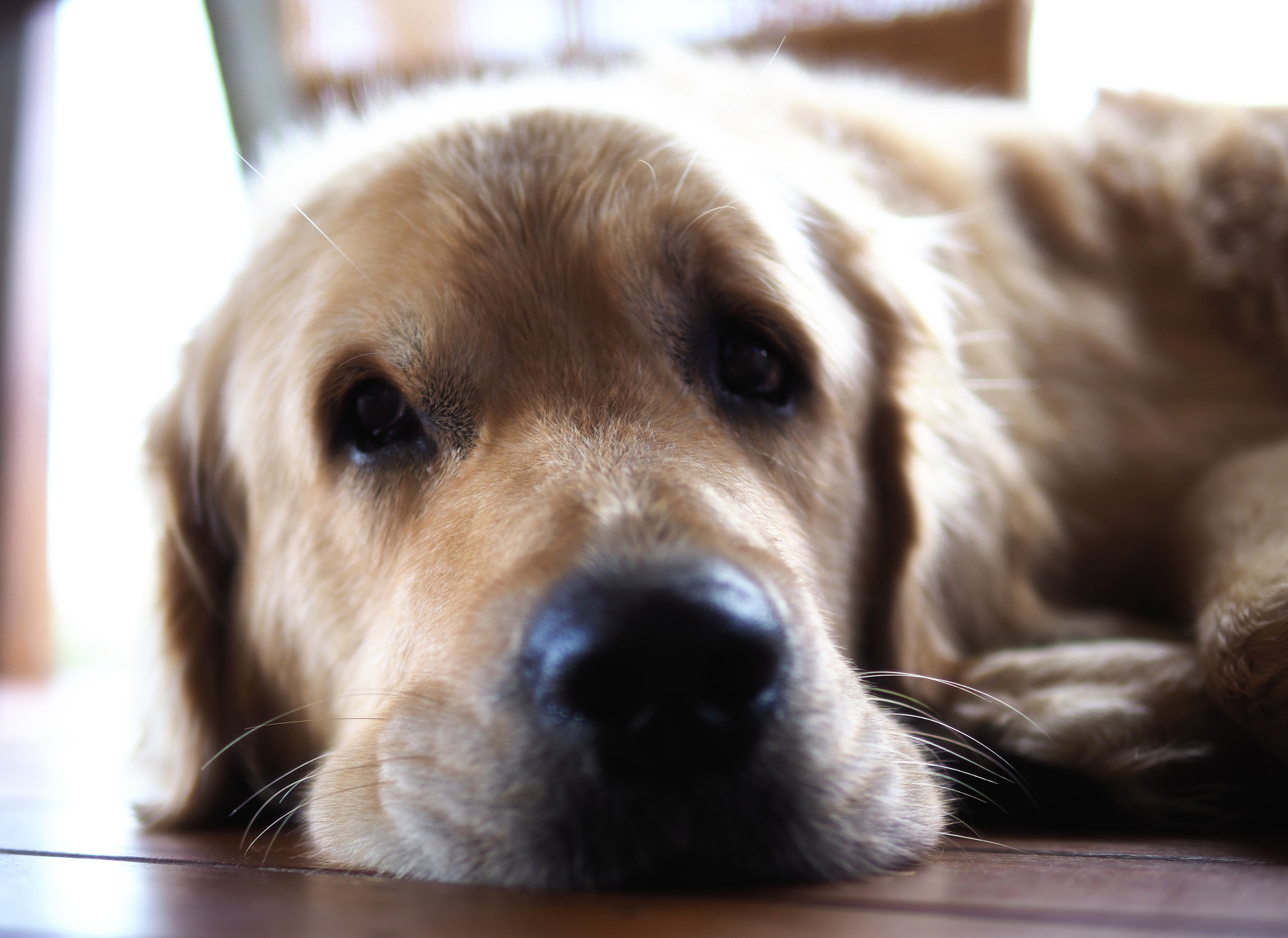 Panasonic Leica DG Summilux 25mm F1.4 II ASPH sample photo. Neddy, you are all pat and joy, ain't you photography
