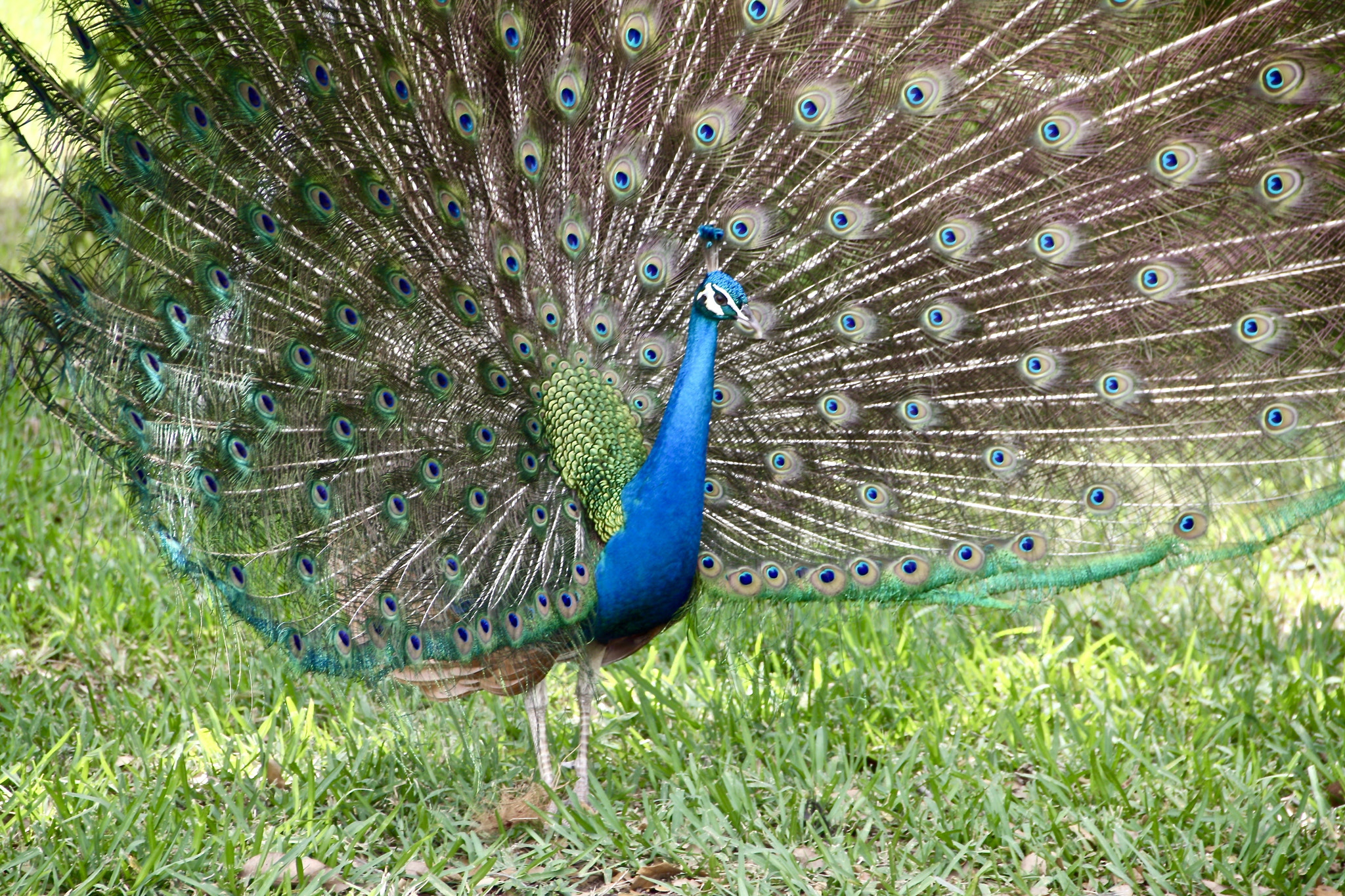 Canon EOS 1000D (EOS Digital Rebel XS / EOS Kiss F) sample photo. Royal peacock photography