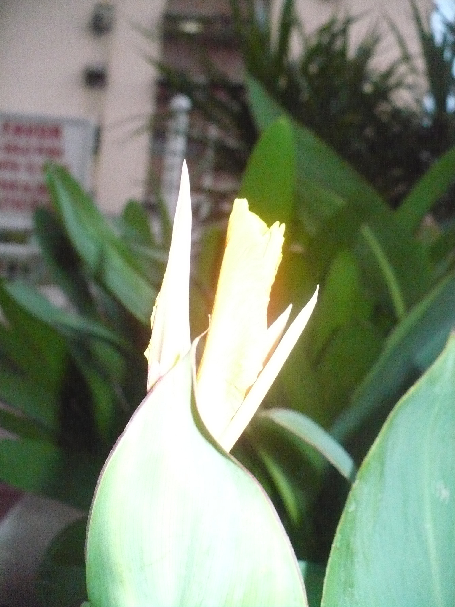 Panasonic DMC-LZ7 sample photo. Como una luz photography
