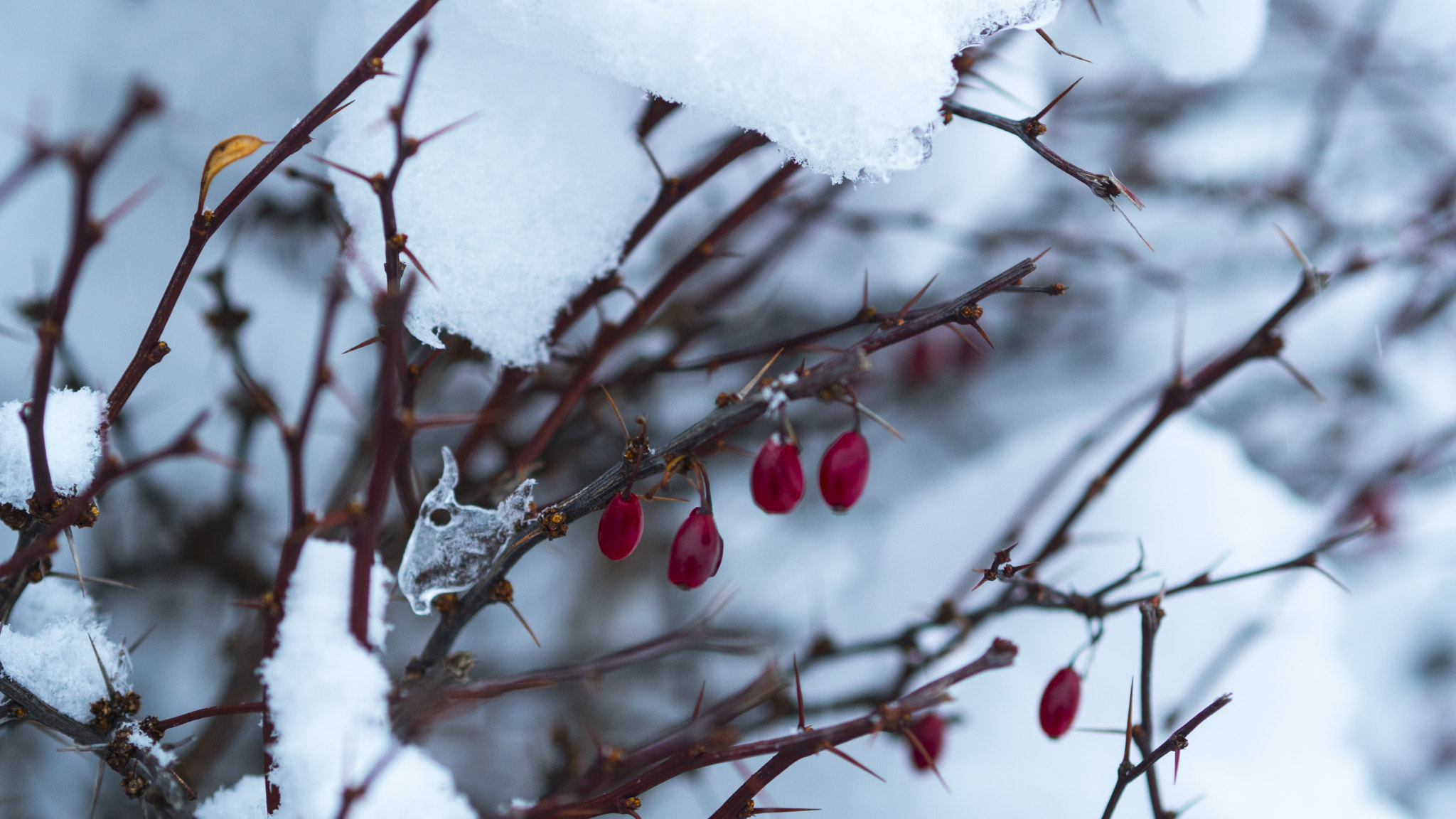 Olympus OM-D E-M5 II + Olympus M.Zuiko Digital 45mm F1.8 sample photo. Winter photography