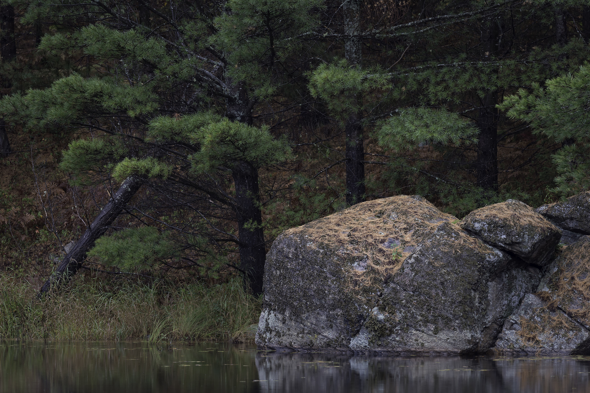 Nikon D4 sample photo. A rock in the park... photography