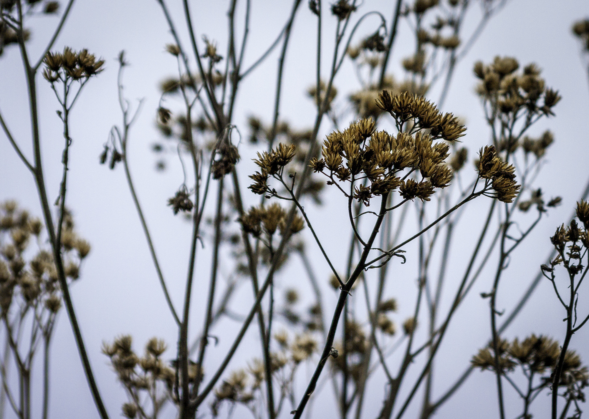 HD Pentax DA 55-300mm F4.0-5.8 ED WR sample photo. Bernheim forest photography