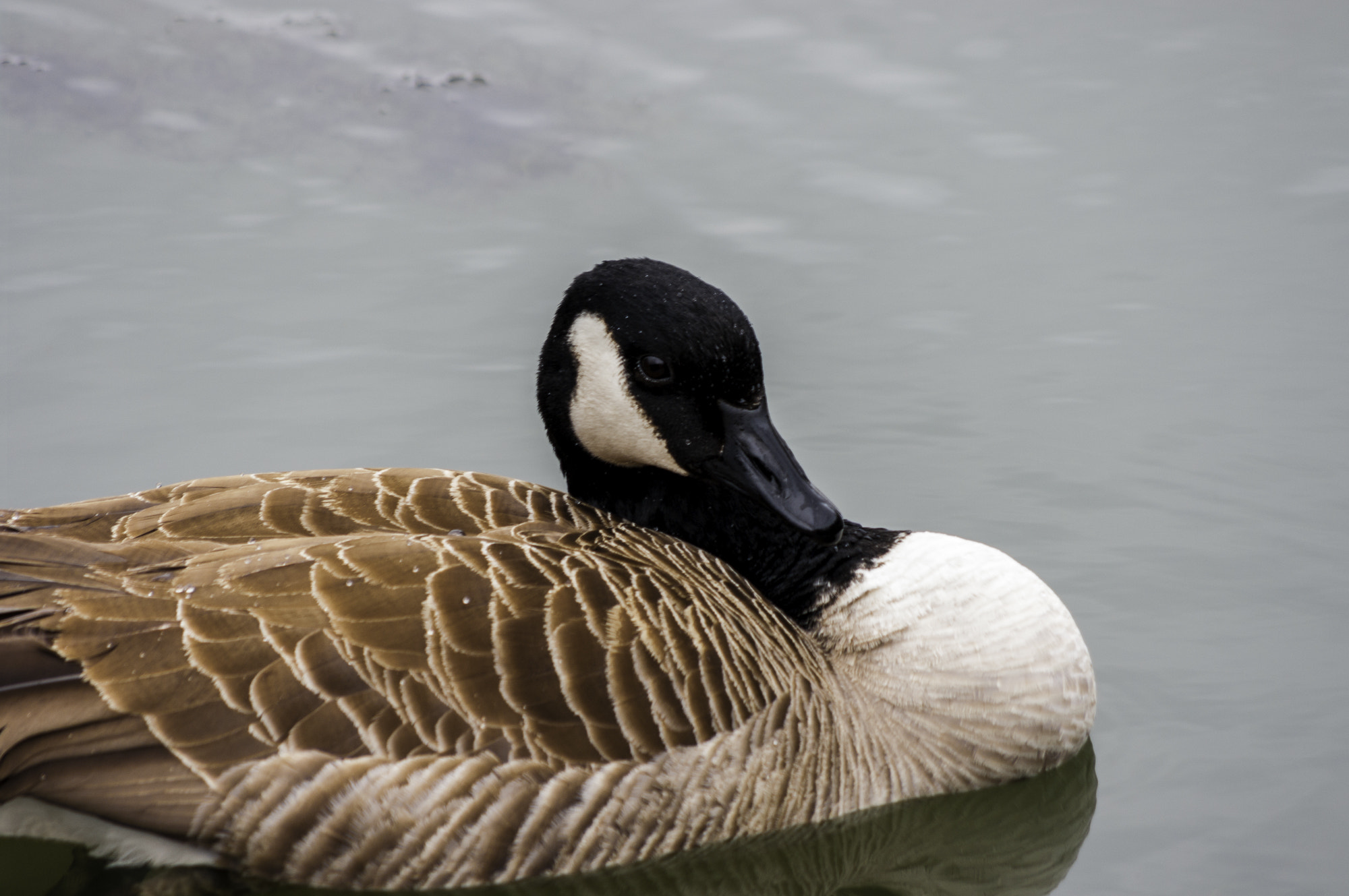 HD Pentax DA 55-300mm F4.0-5.8 ED WR sample photo. Bernheim forest photography