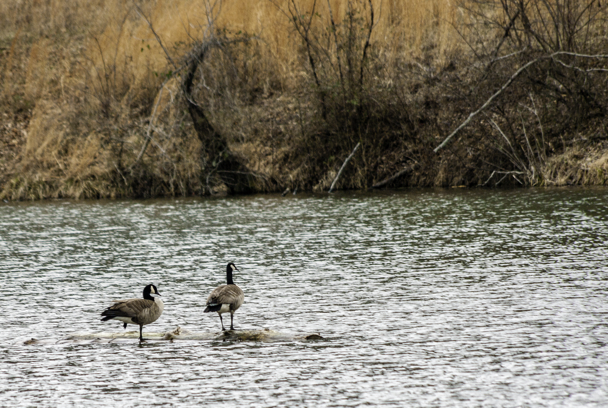 HD Pentax DA 55-300mm F4.0-5.8 ED WR sample photo. Bernheim forest photography