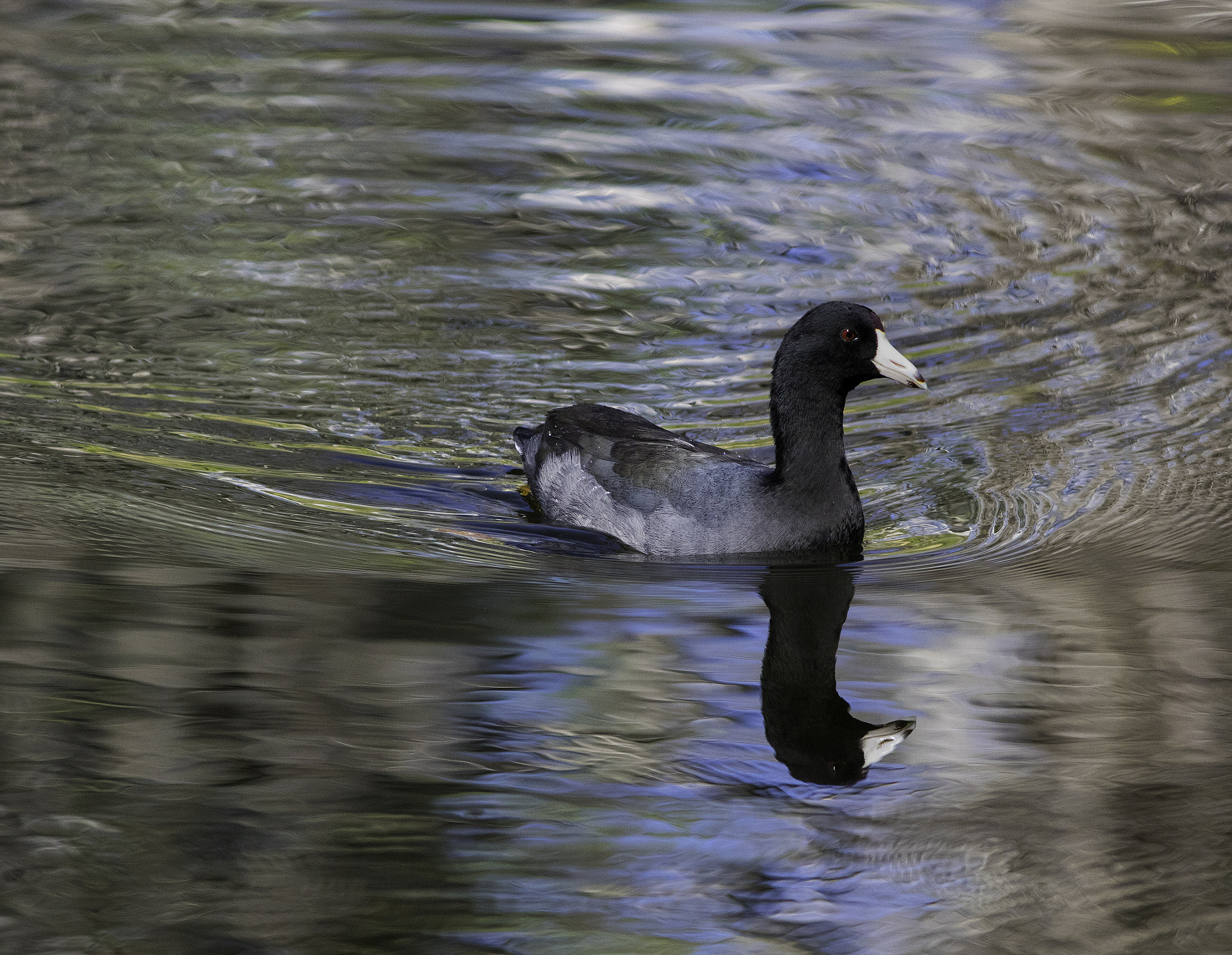 Canon EOS 7D Mark II + Canon EF 300mm F4L IS USM sample photo. Coot photography