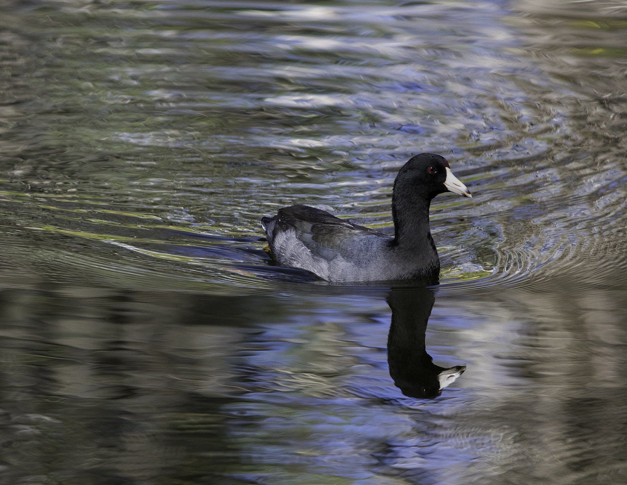 Canon EF 300mm F4L IS USM sample photo. Coot photography