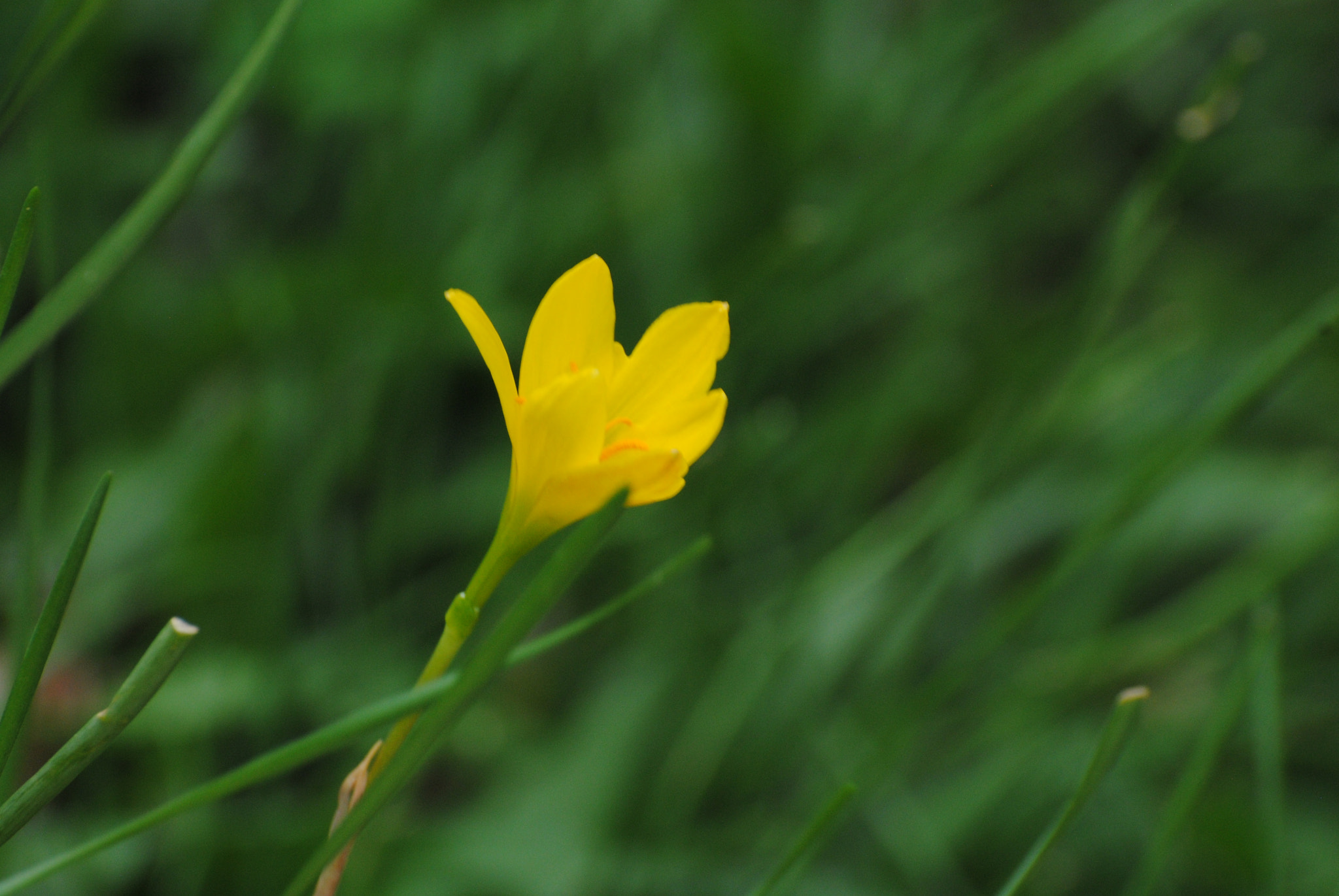 Nikon D3000 sample photo