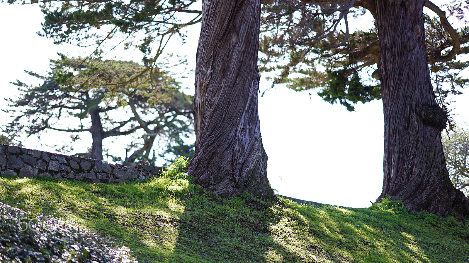 Sony a7S II + Sony FE 85mm F1.4 GM sample photo. Squirrel! photography