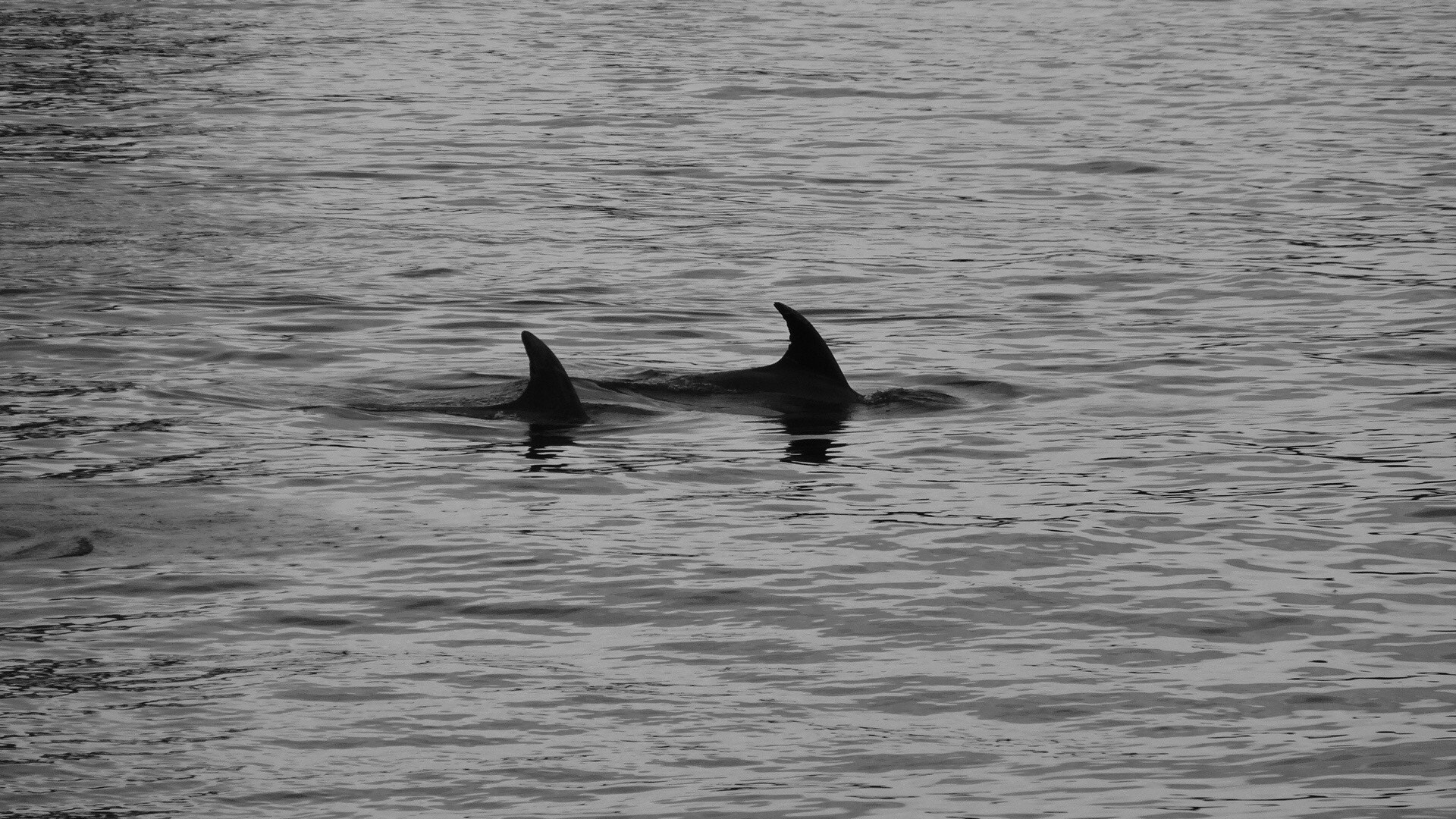 Sony Cyber-shot DSC-WX300 sample photo. Dolphins - new zealand photography