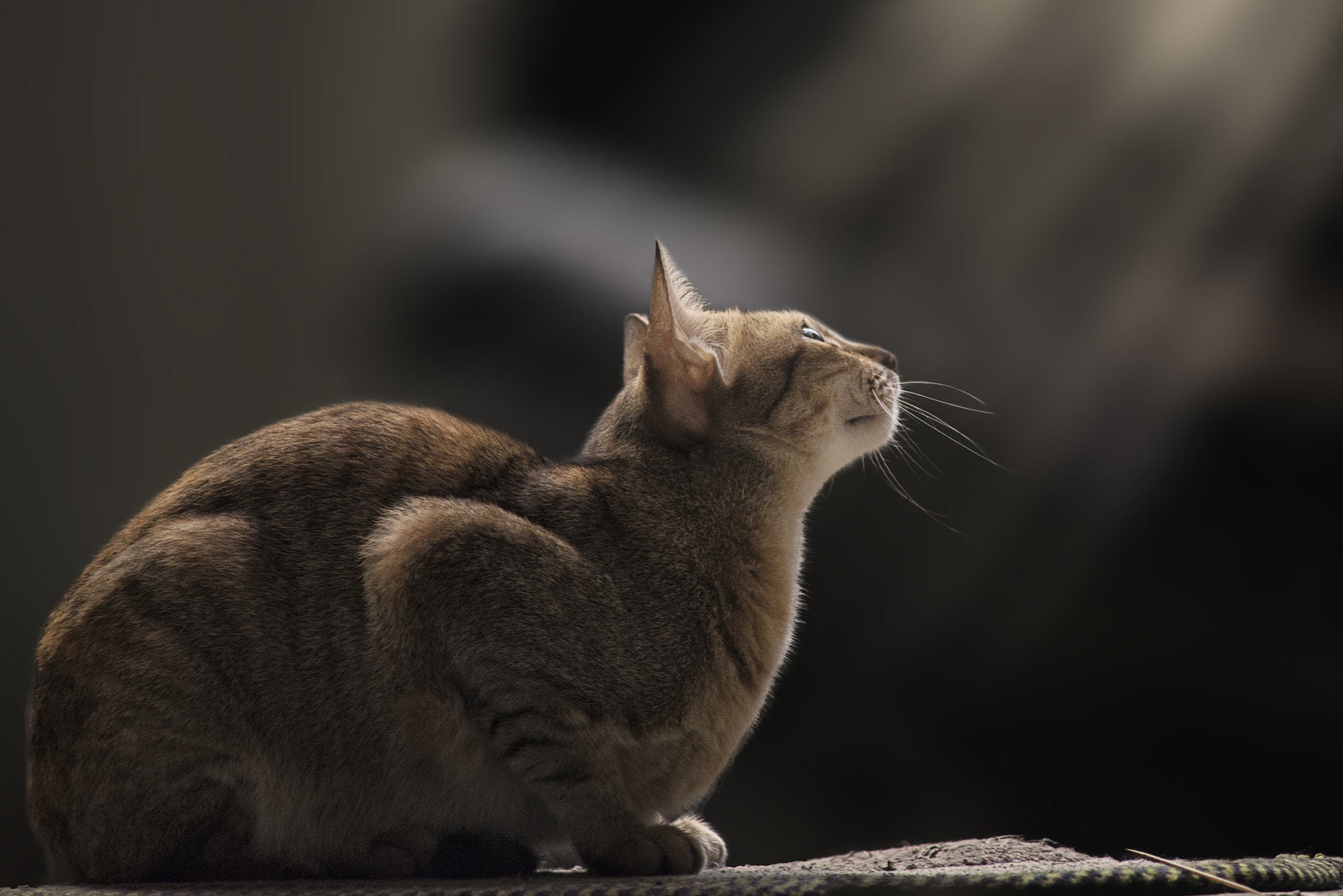 Nikon D610 + AF Zoom-Nikkor 70-210mm f/4 sample photo. My cat photography