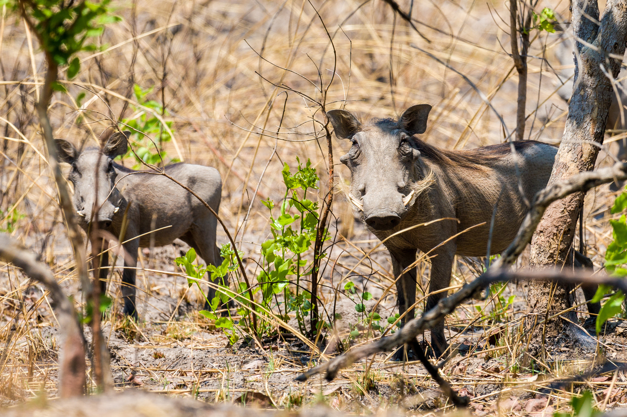 Canon EOS 30D + Canon EF 100-400mm F4.5-5.6L IS USM sample photo. Warthogs photography