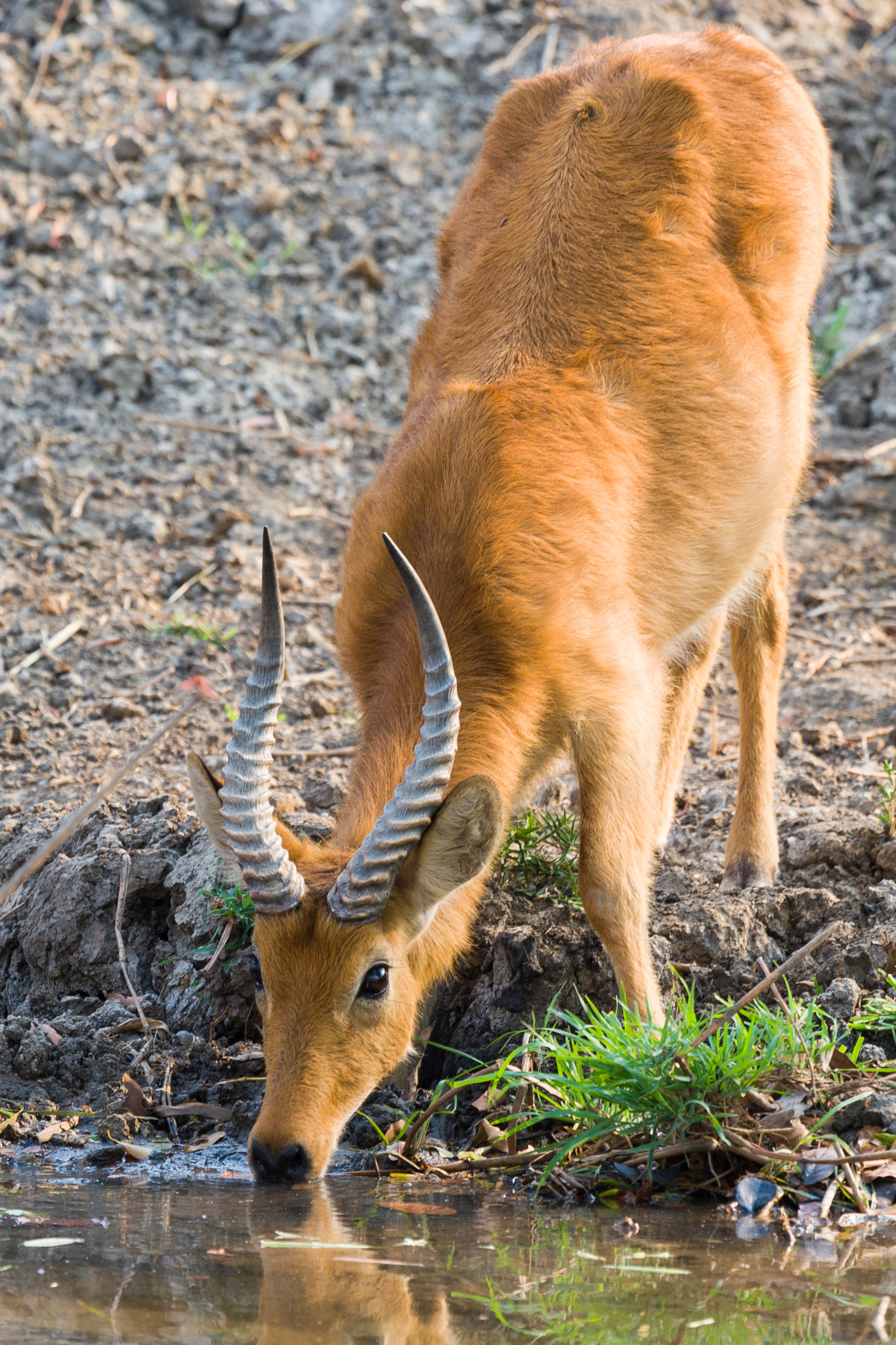 Canon EOS 30D + Canon EF 100-400mm F4.5-5.6L IS USM sample photo. Puku drinking from kafue river photography