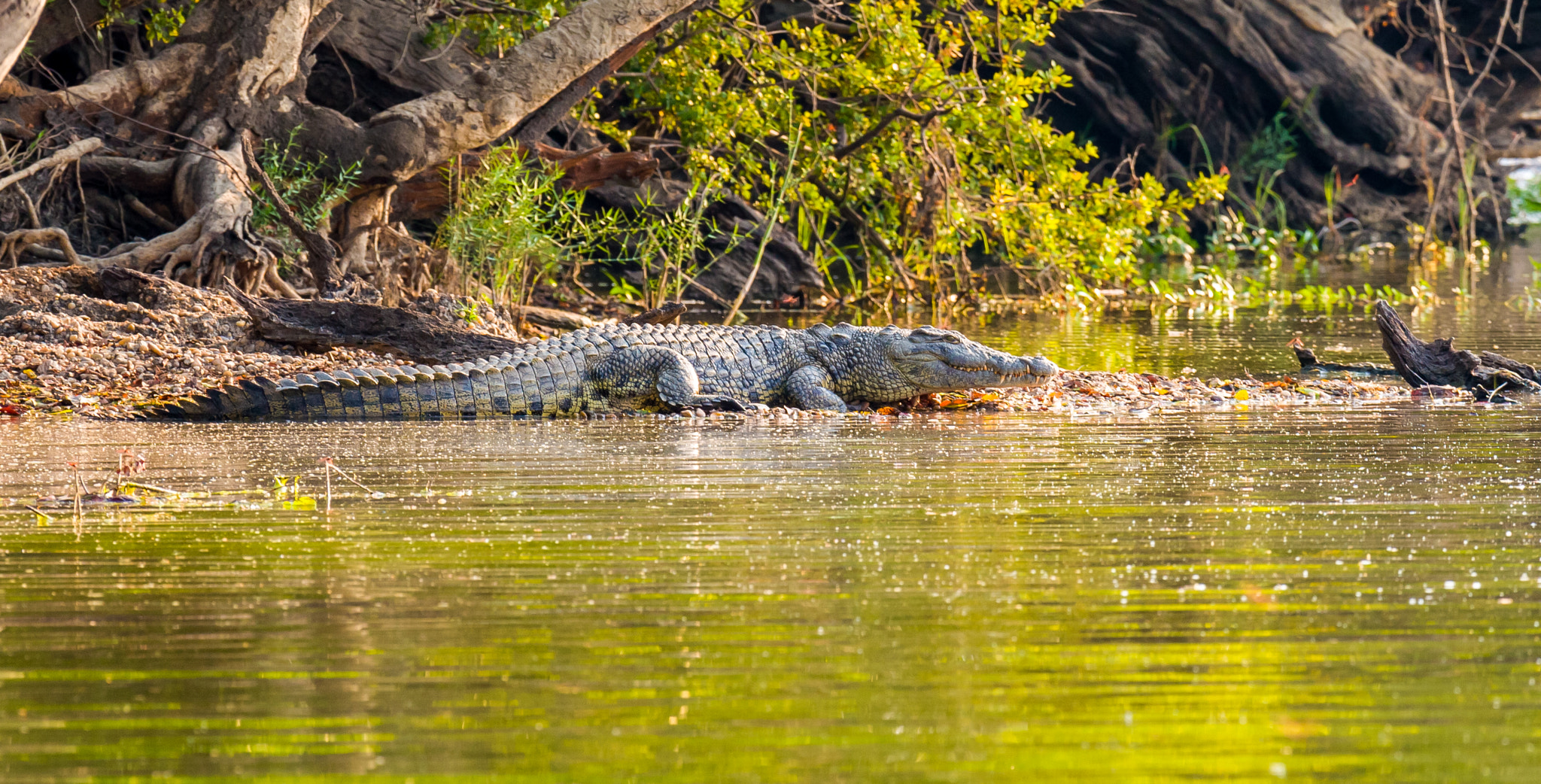 Canon EOS 30D + Canon EF 100-400mm F4.5-5.6L IS USM sample photo. Crocodile on river's edge photography