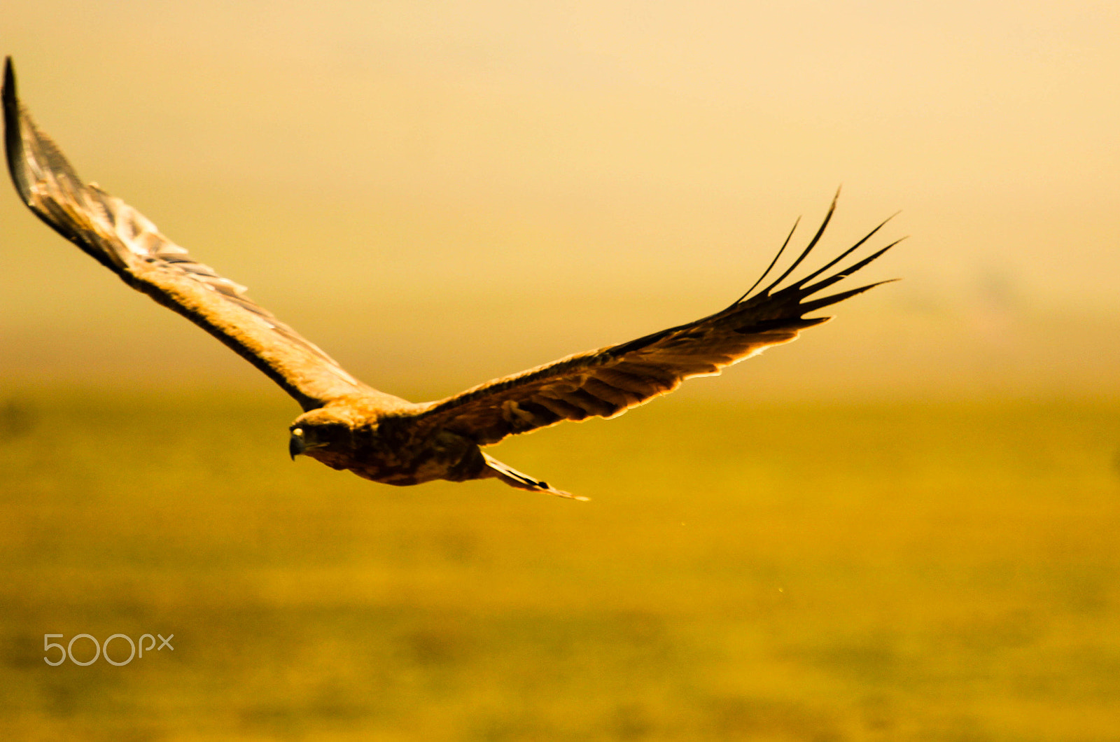 Canon EF 100-400mm F4.5-5.6L IS USM sample photo. Eagle's flight photography